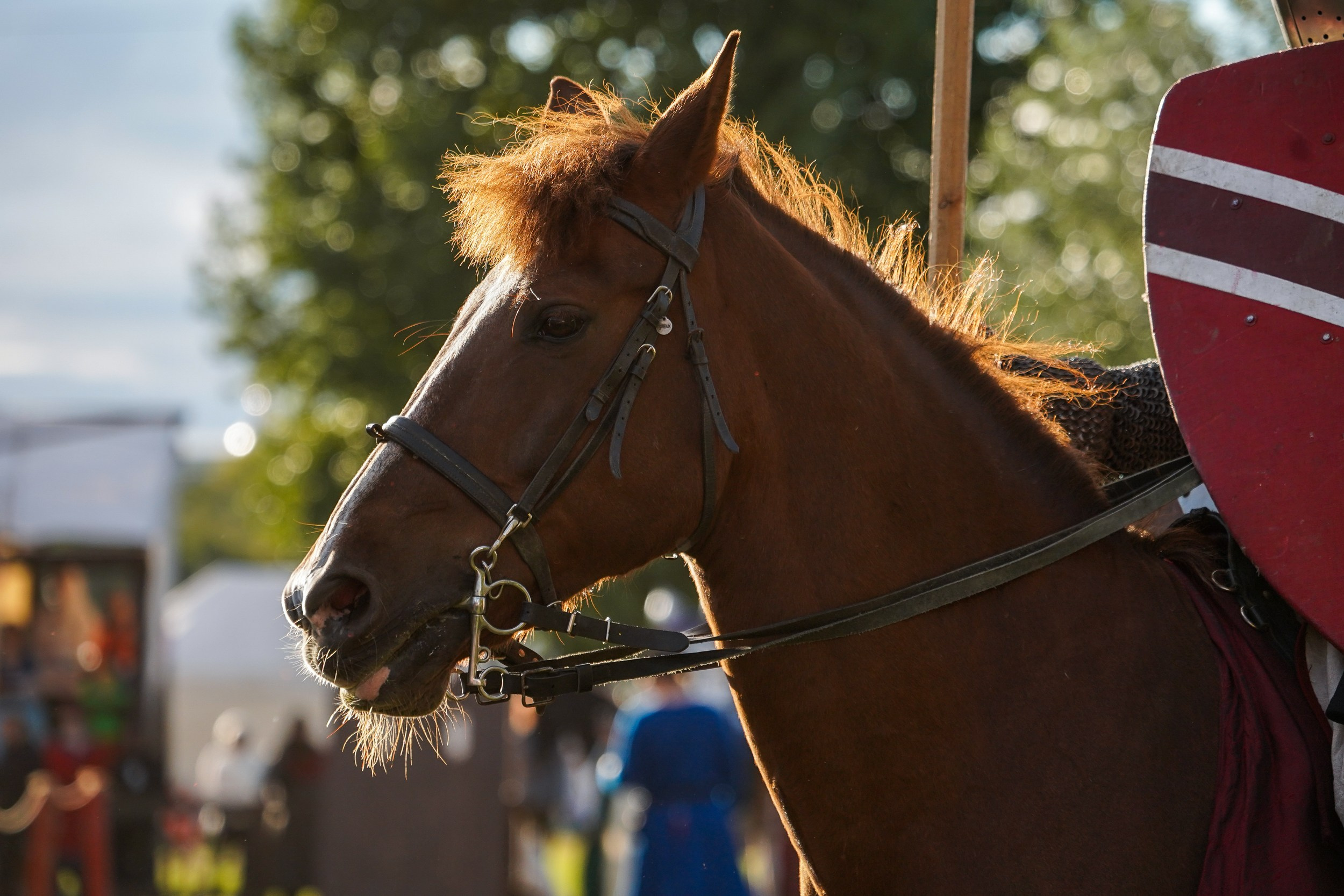 Рыцарский турнир в рамках фестиваля «Битва на Неве» Санкт-Петербург 2024 г. Фотограф-анималист, портретный фотограф в Чебоксарах Мария Садыкова