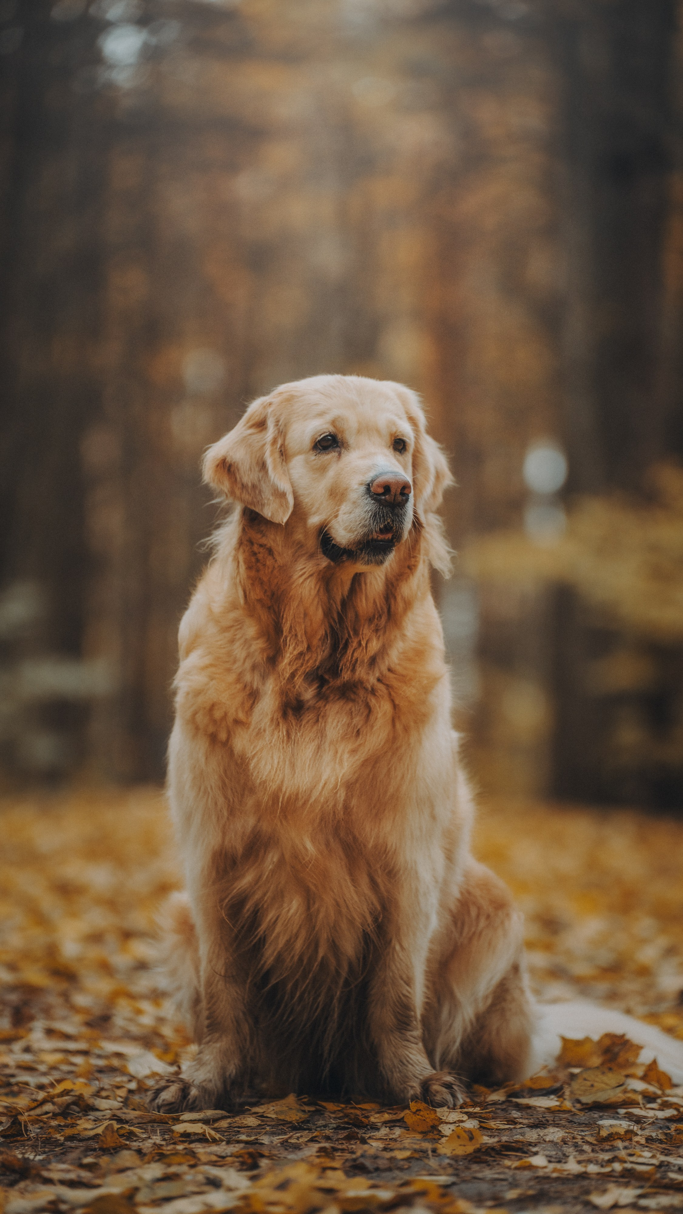 Анастасия и Айза. Фотограф анималист в Москве и Санкт-Петербурге Свиридова Анна