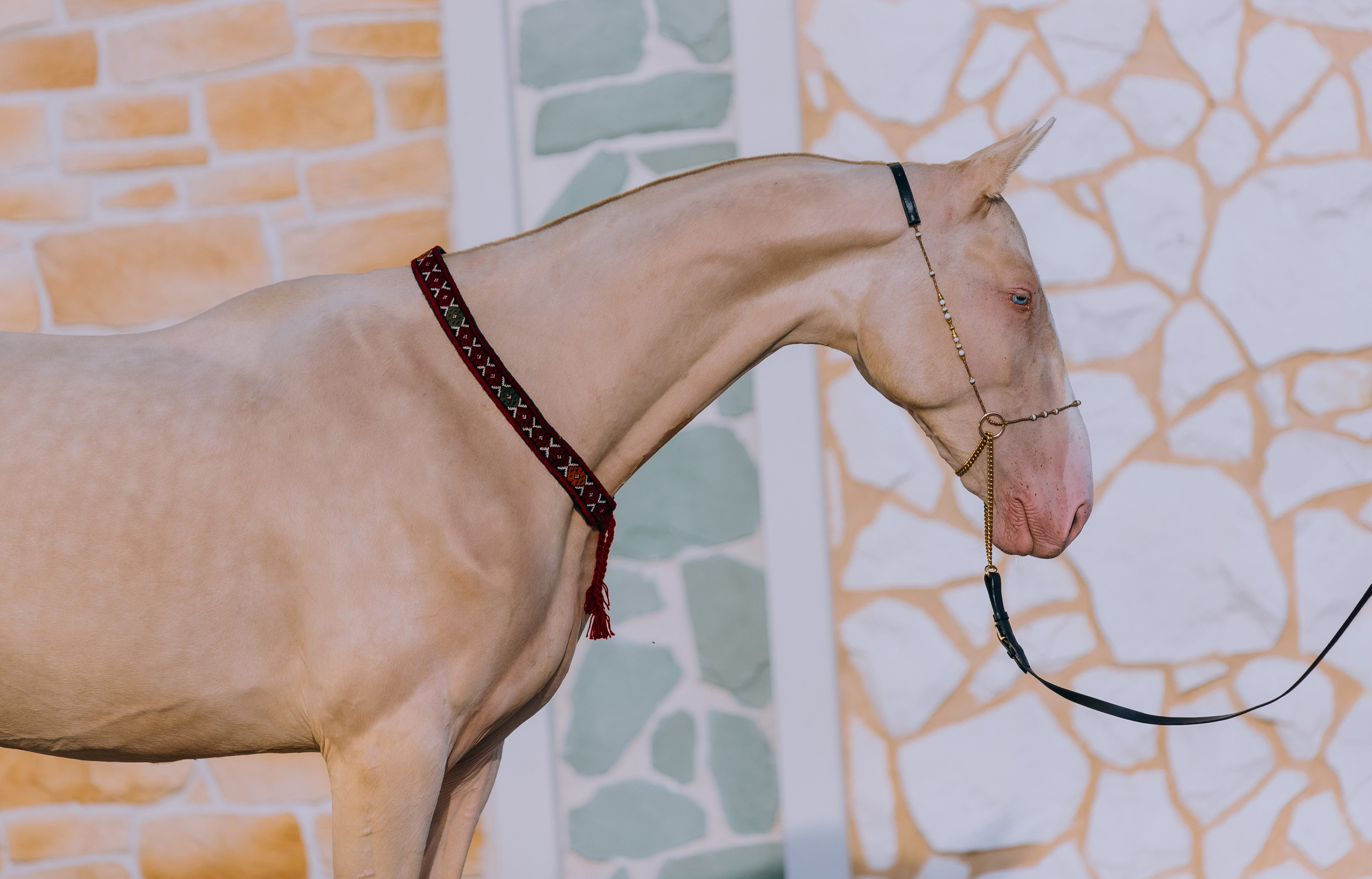 На природе. Фотограф-анималист Ксендзова Кристина