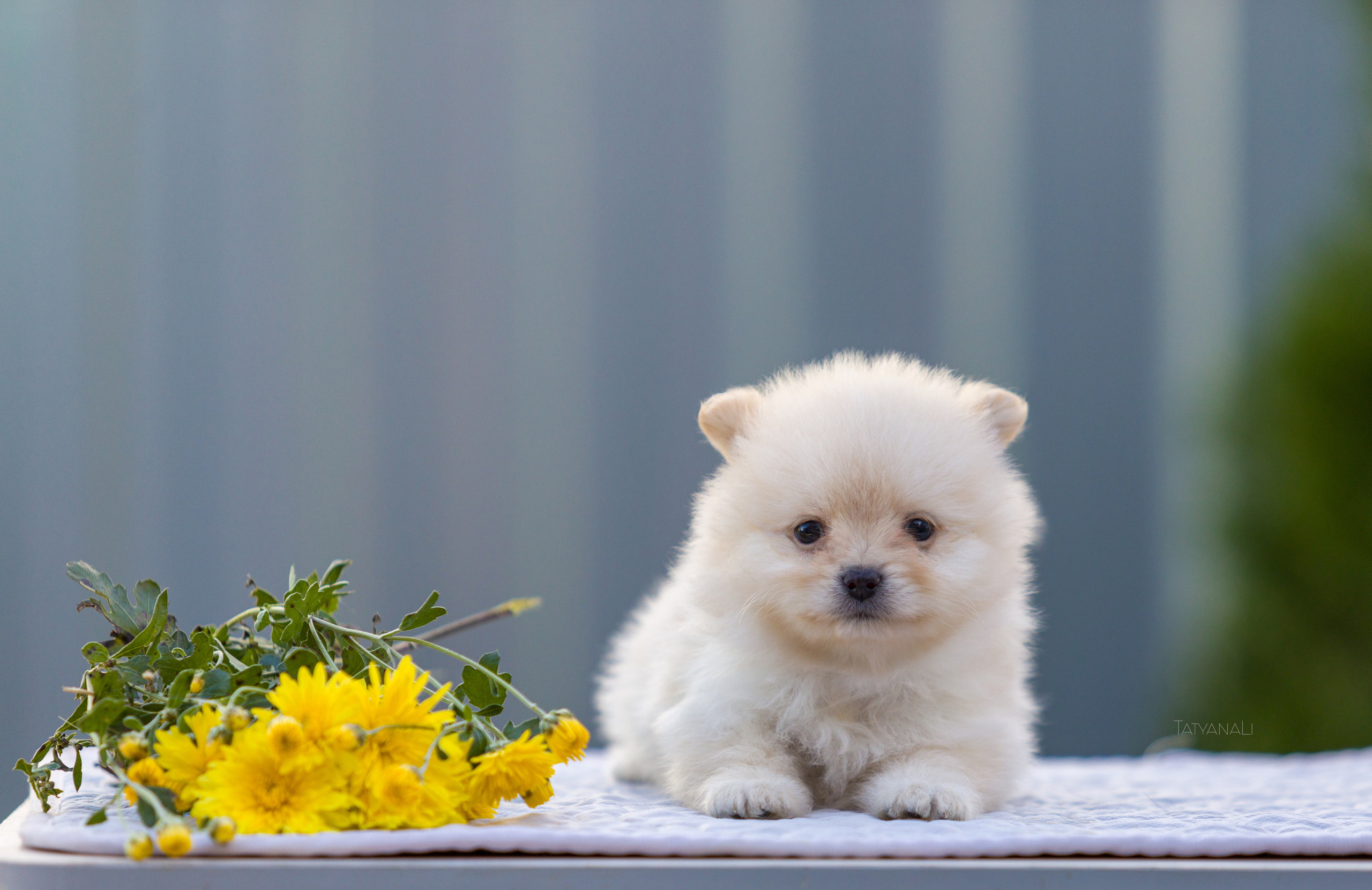 Немецкий шпиц миниатюрный. Фотограф — анималист Татьяна Ли