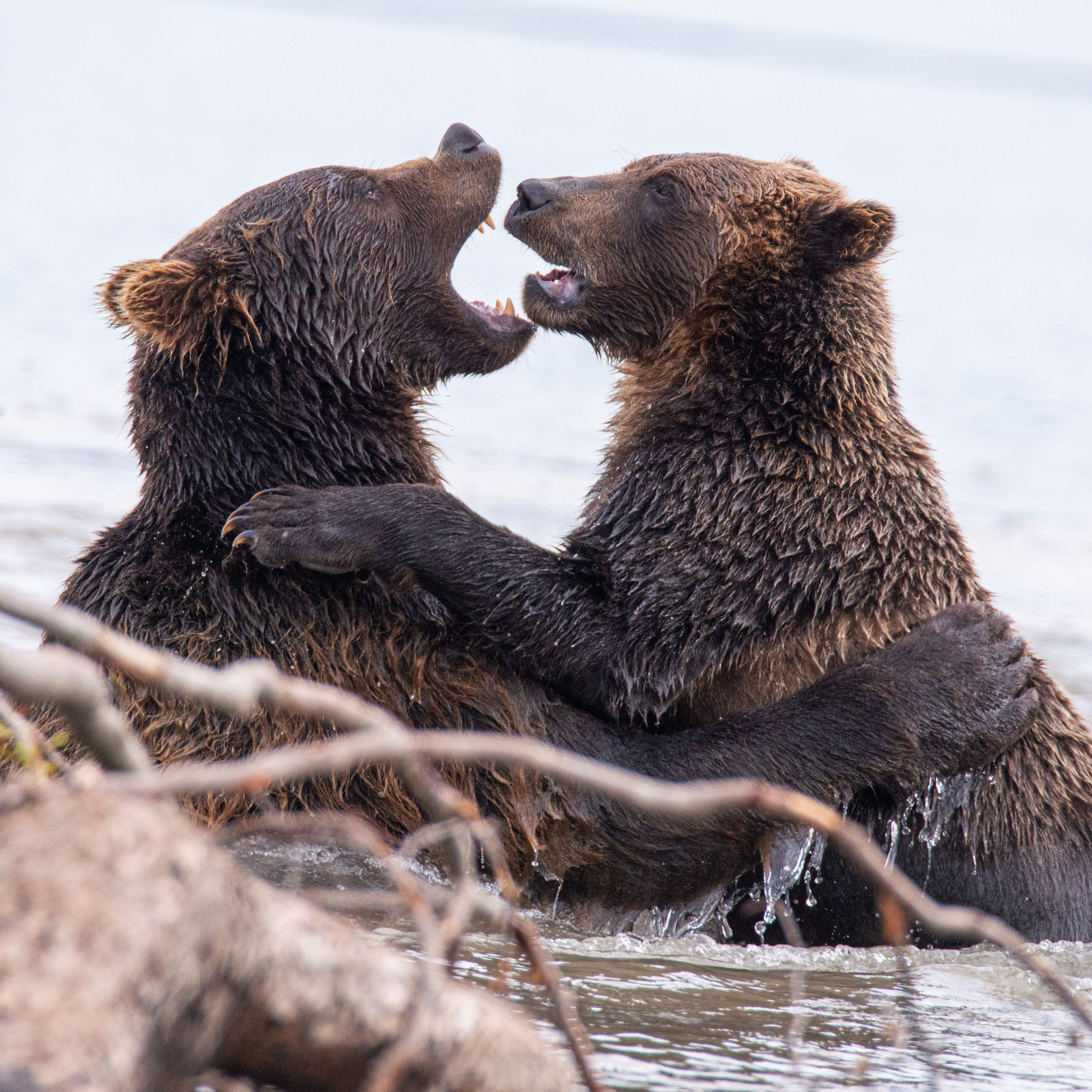 Камчатка — земля медведей. Игорь Иванко — Репортажный и событийный фотограф. Москва
