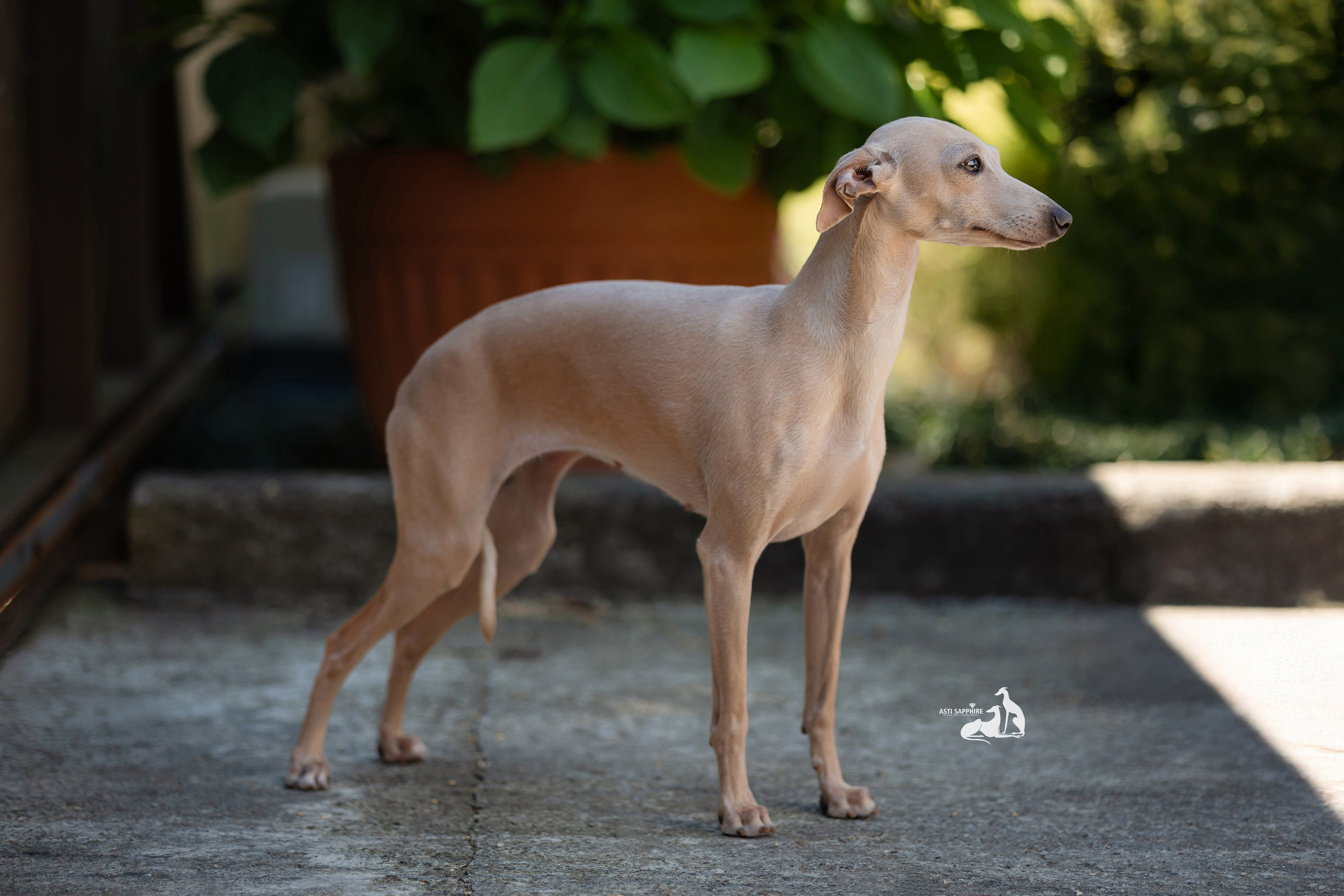 Asti Sapphire Adriana. Professional Italian Greyhound Kennel RKF/FCI ASTI SAPPHIRE 💎 Sochi|St. Petersburg