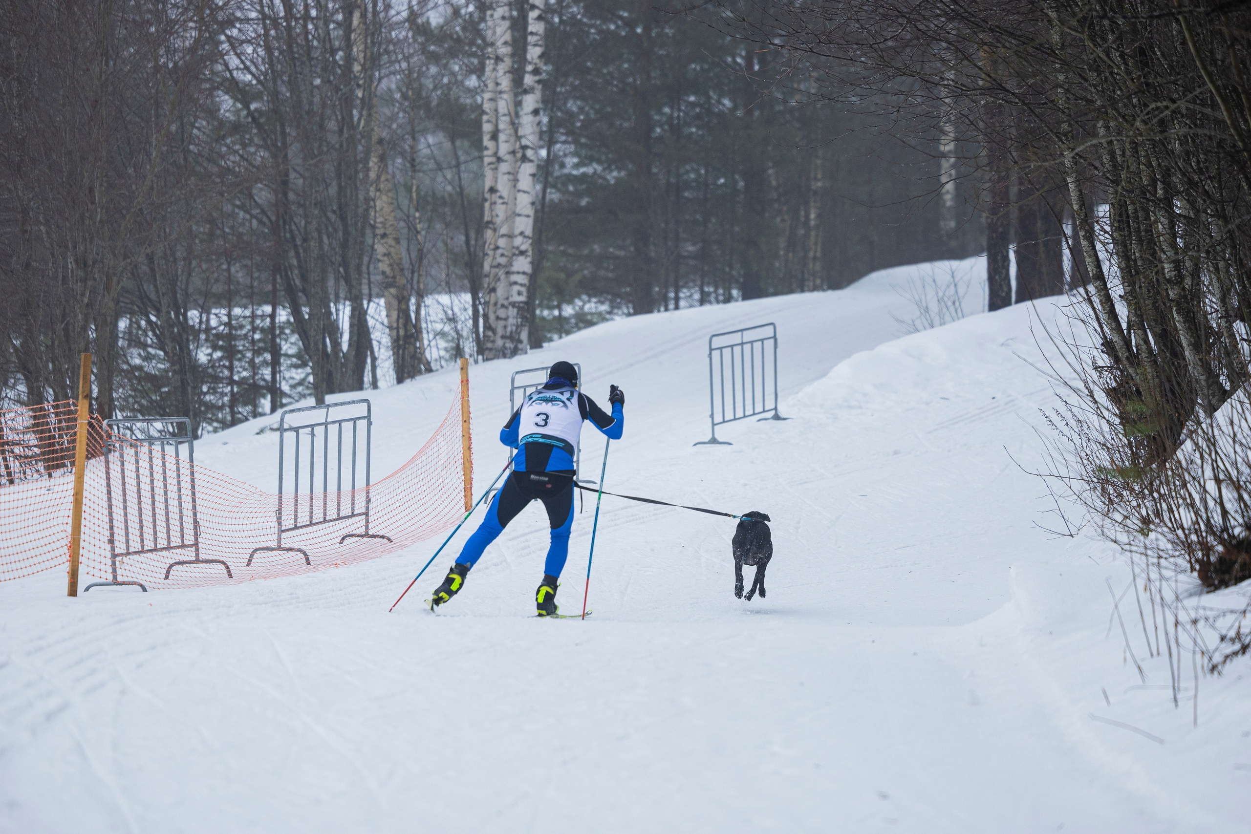Зимний Чемпионат Санкт-Петербурга по ездовому спорту. Фотограф-анималист Анна Маринич