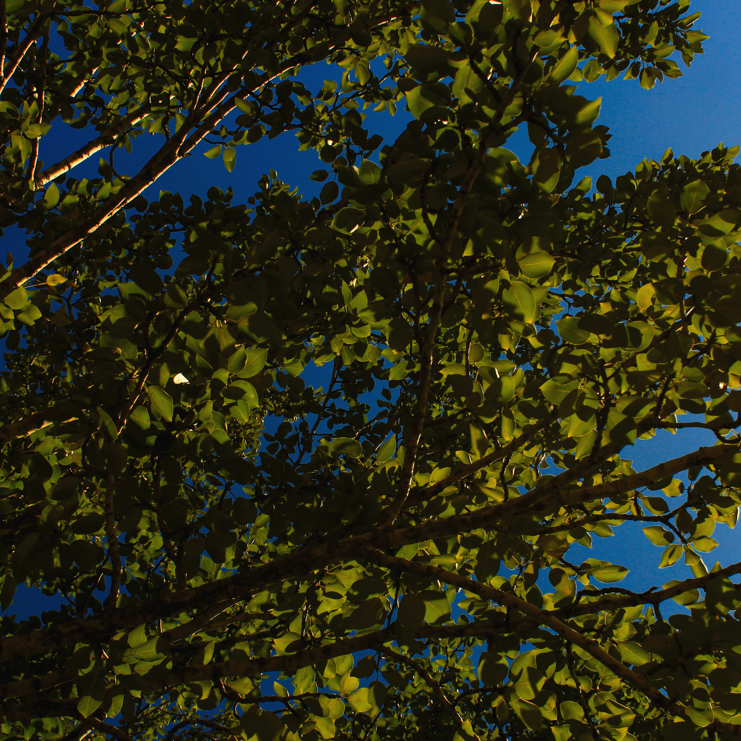 Summertime. Фотограф/дизайнер в Екатеринбурге Хитрый Дмитрий