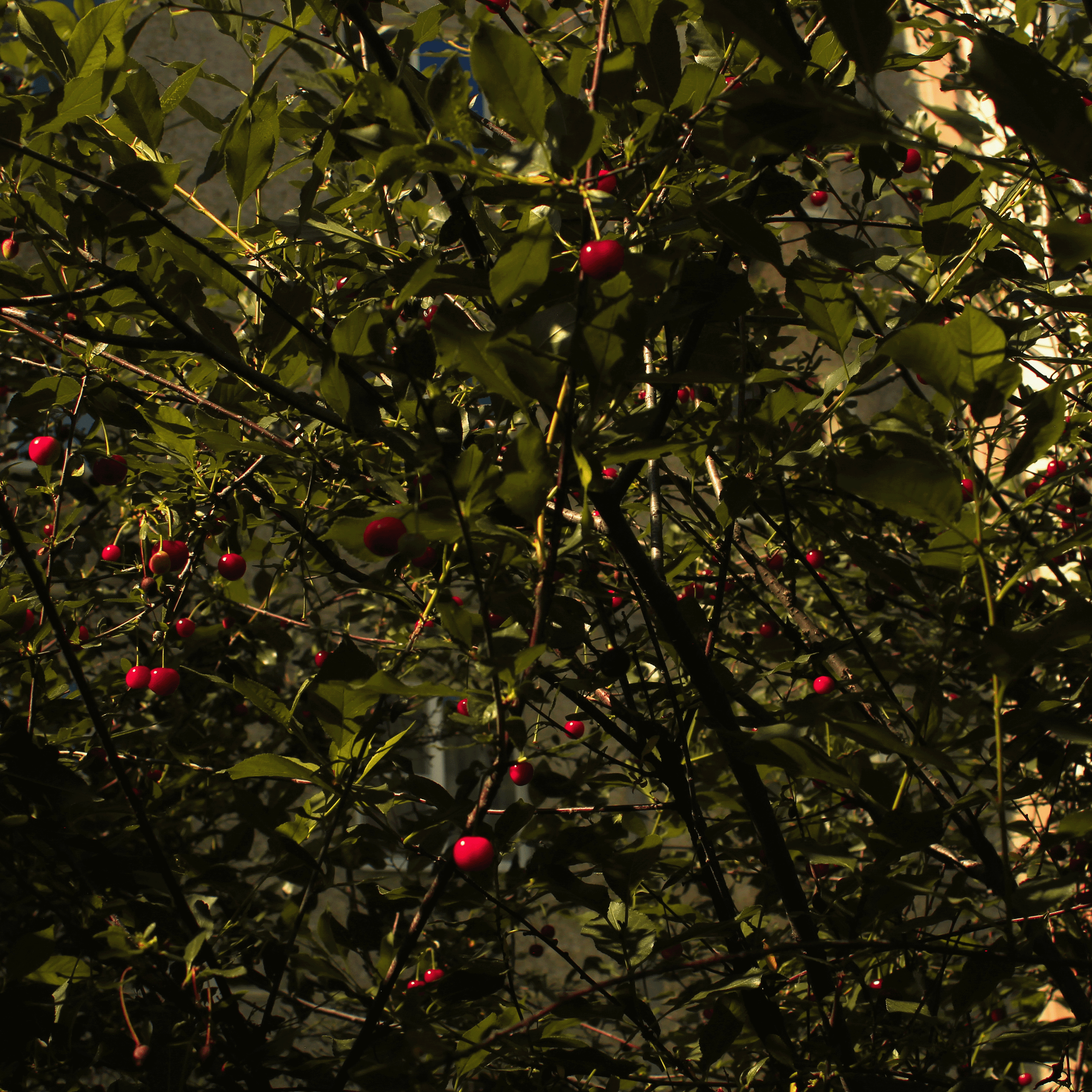 Summertime. Фотограф/дизайнер в Екатеринбурге Хитрый Дмитрий
