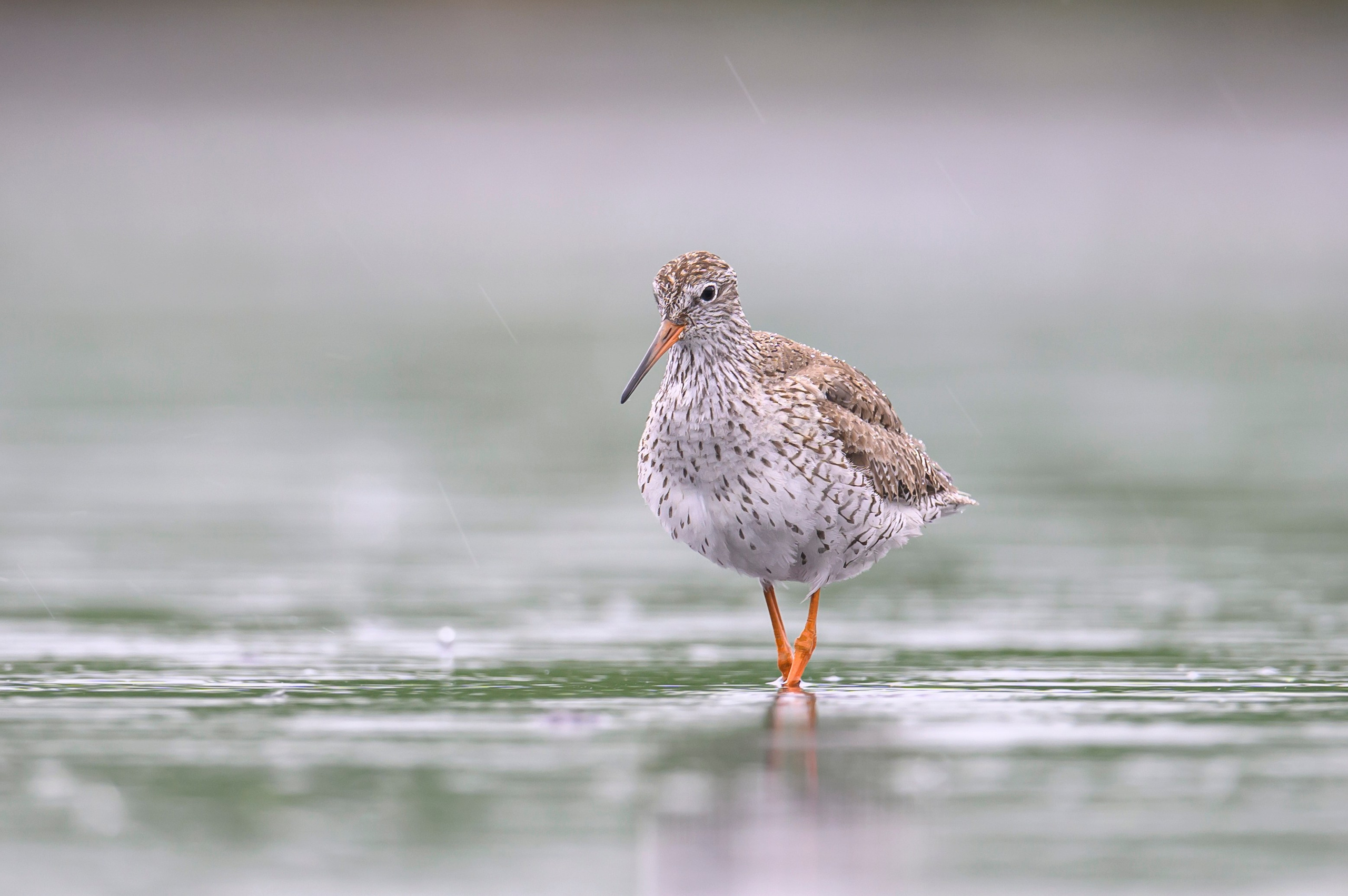Кулики. Wildlife photography by Sergey Puponin