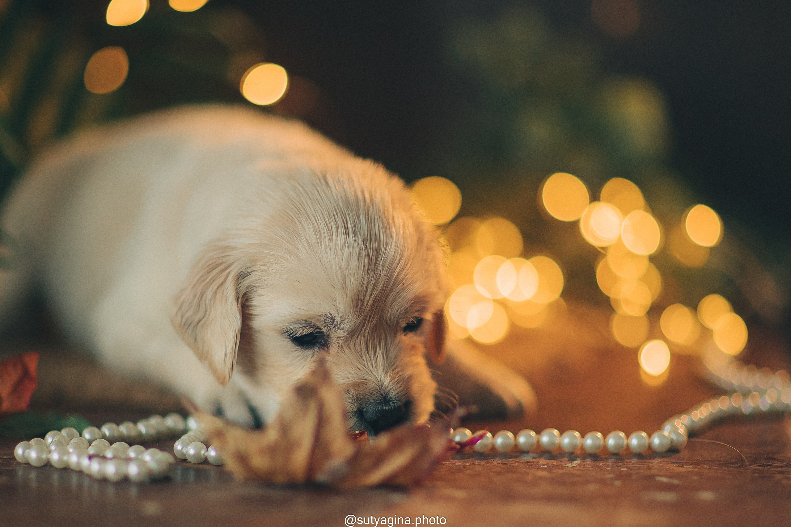 Серая лента. Свадебный и женский фотограф
