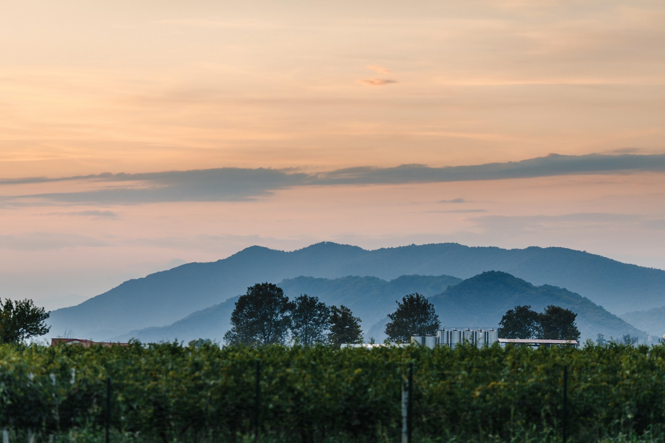 Максим и Алена. Свадебный фотограф в Москве и МО Александр Ласковенков