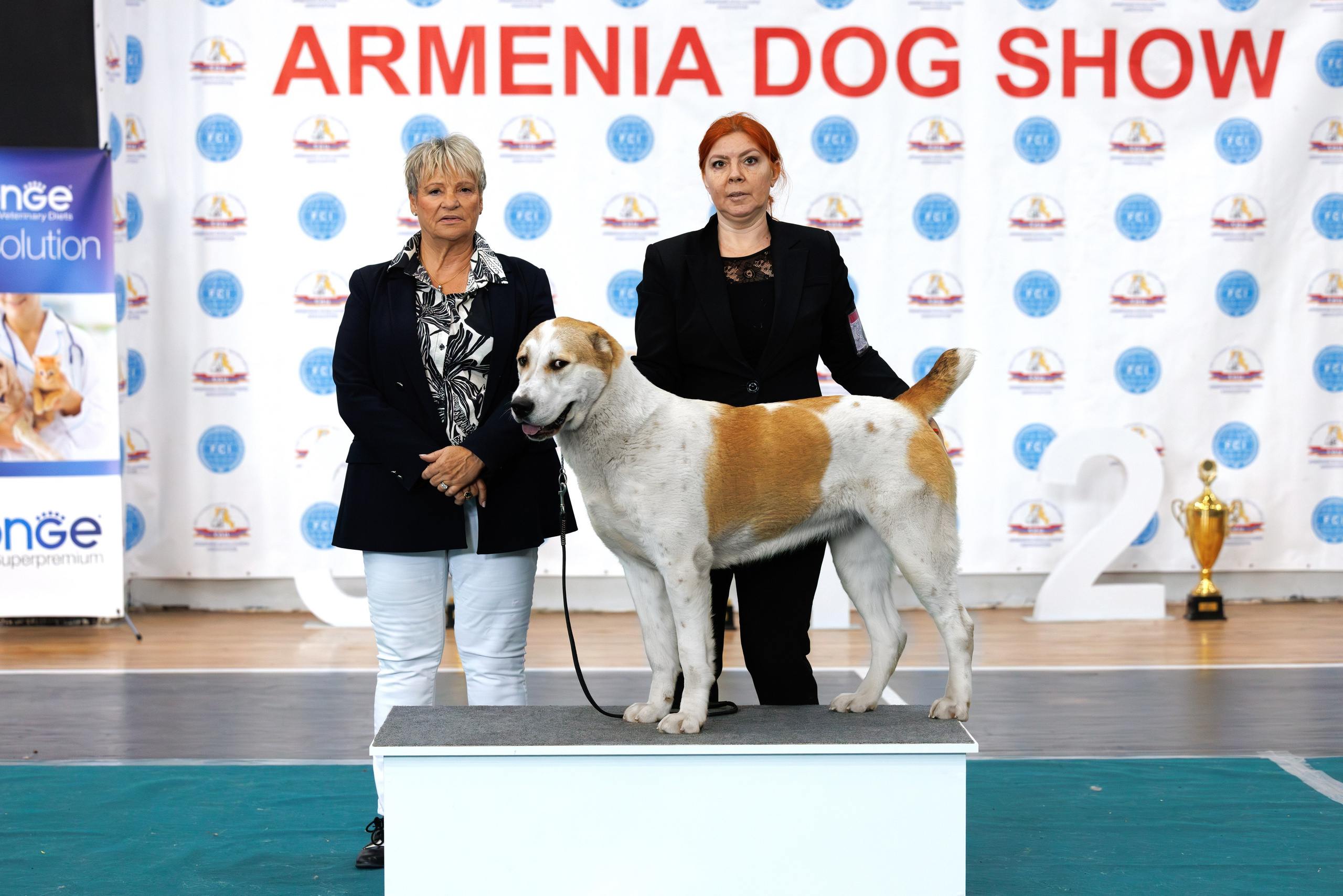 Ереван 2х CACIB 29-30.04.2025. Фотограф-анималист Юлия Германика