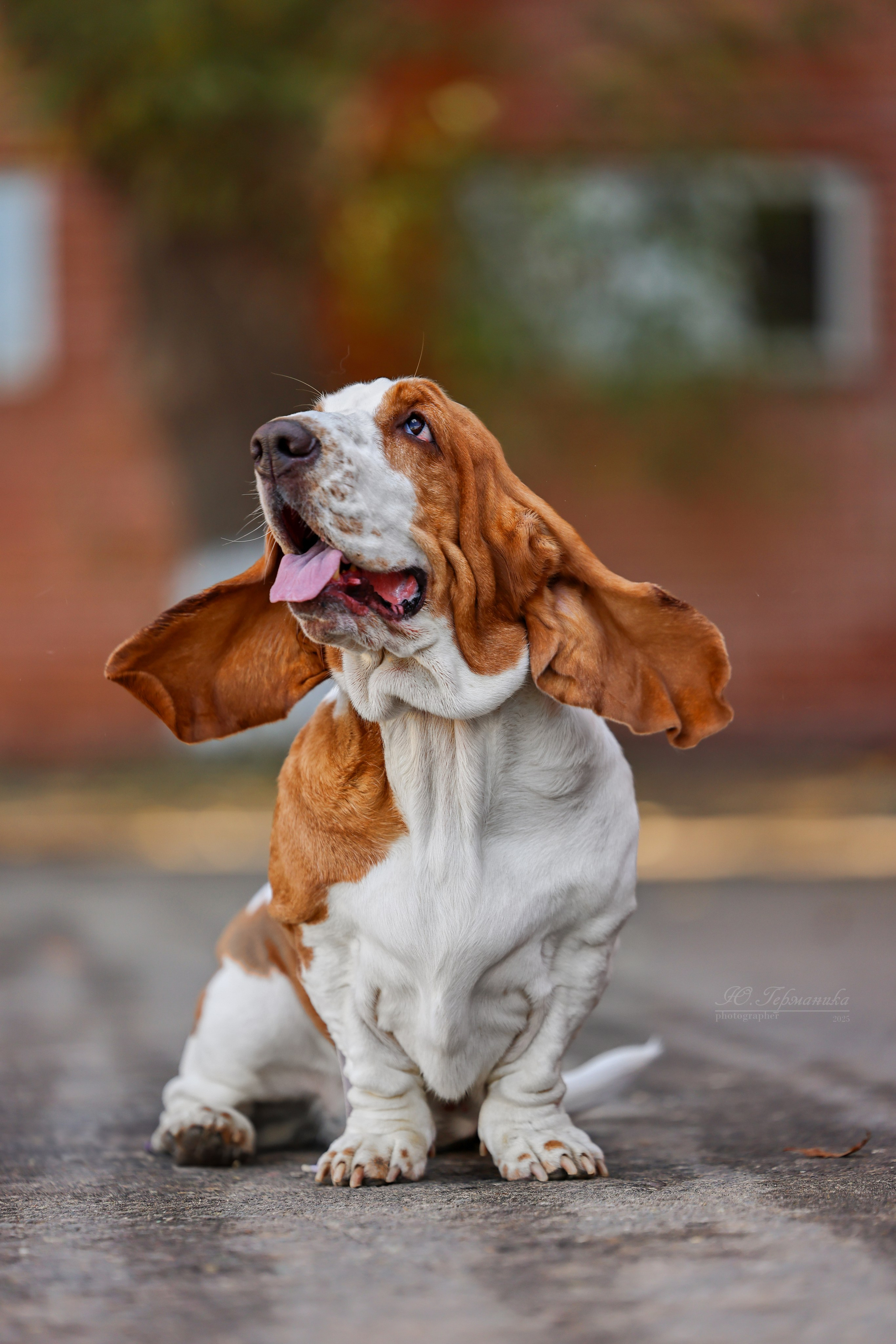 Астана 2хCACIB 26-28.09.2025. Фотограф-анималист Юлия Германика