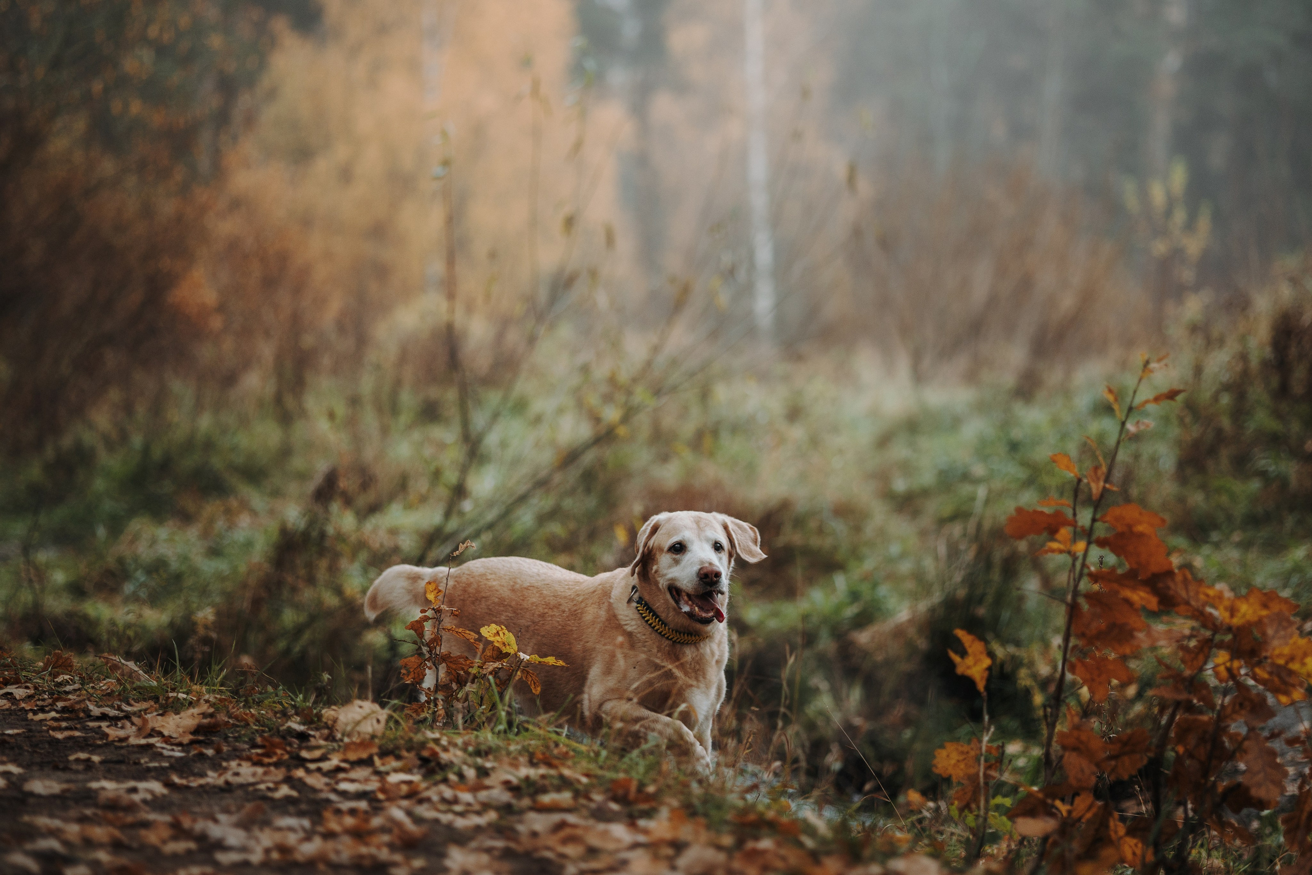 Оксана и Барон. Фотограф — Анималист | Санкт-Петербург