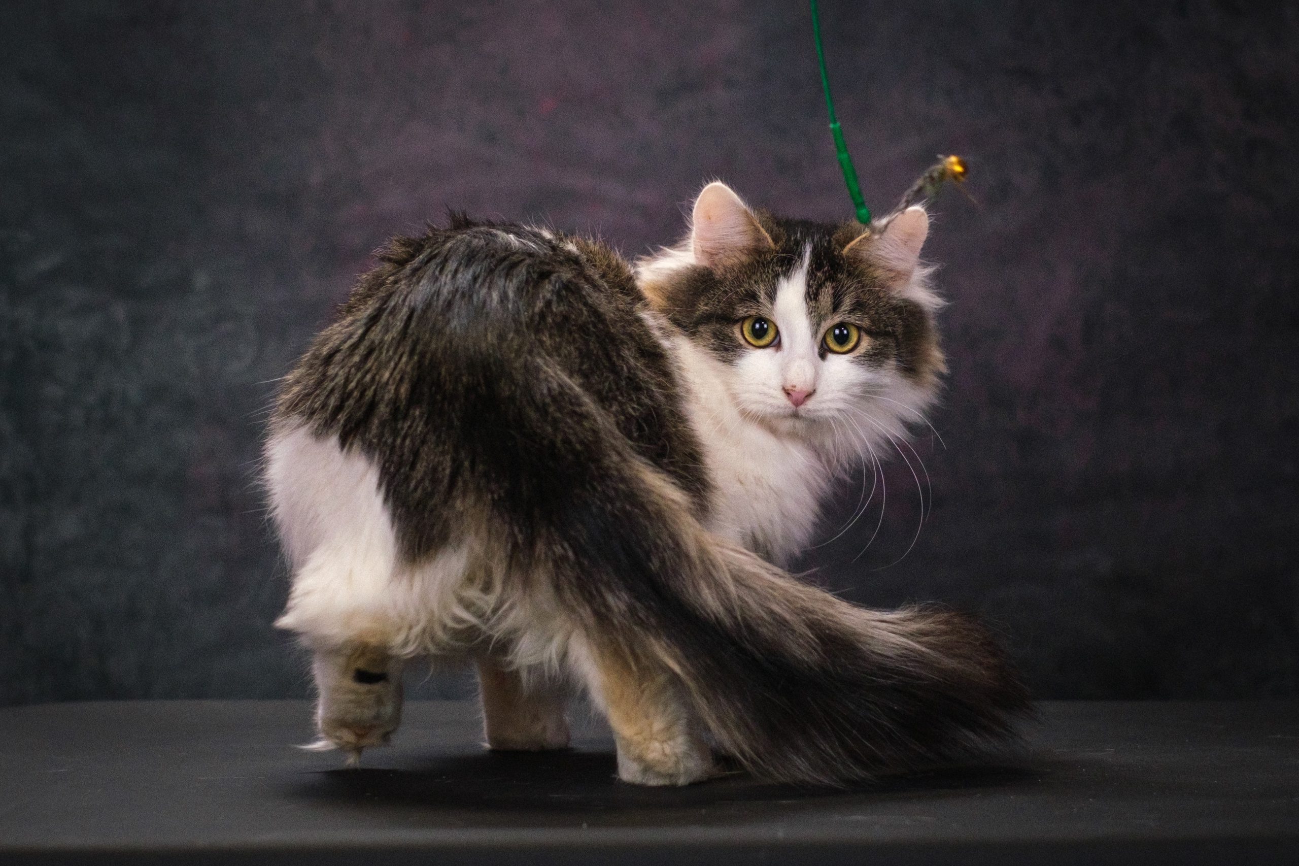 Котики Мурмурии). Зоофотограф, фотограф животных в Москве и области Дина Дамоцева