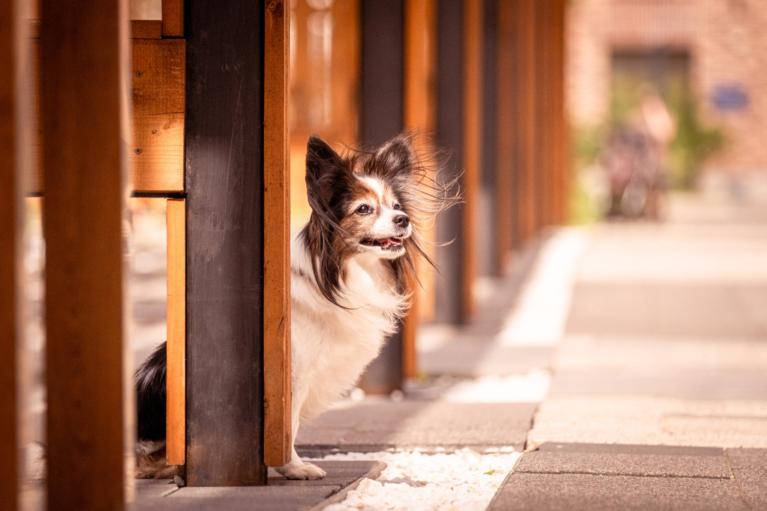 Элегантная папильон для Натальи!. Зоофотограф, фотограф животных в Москве и области Дина Дамоцева