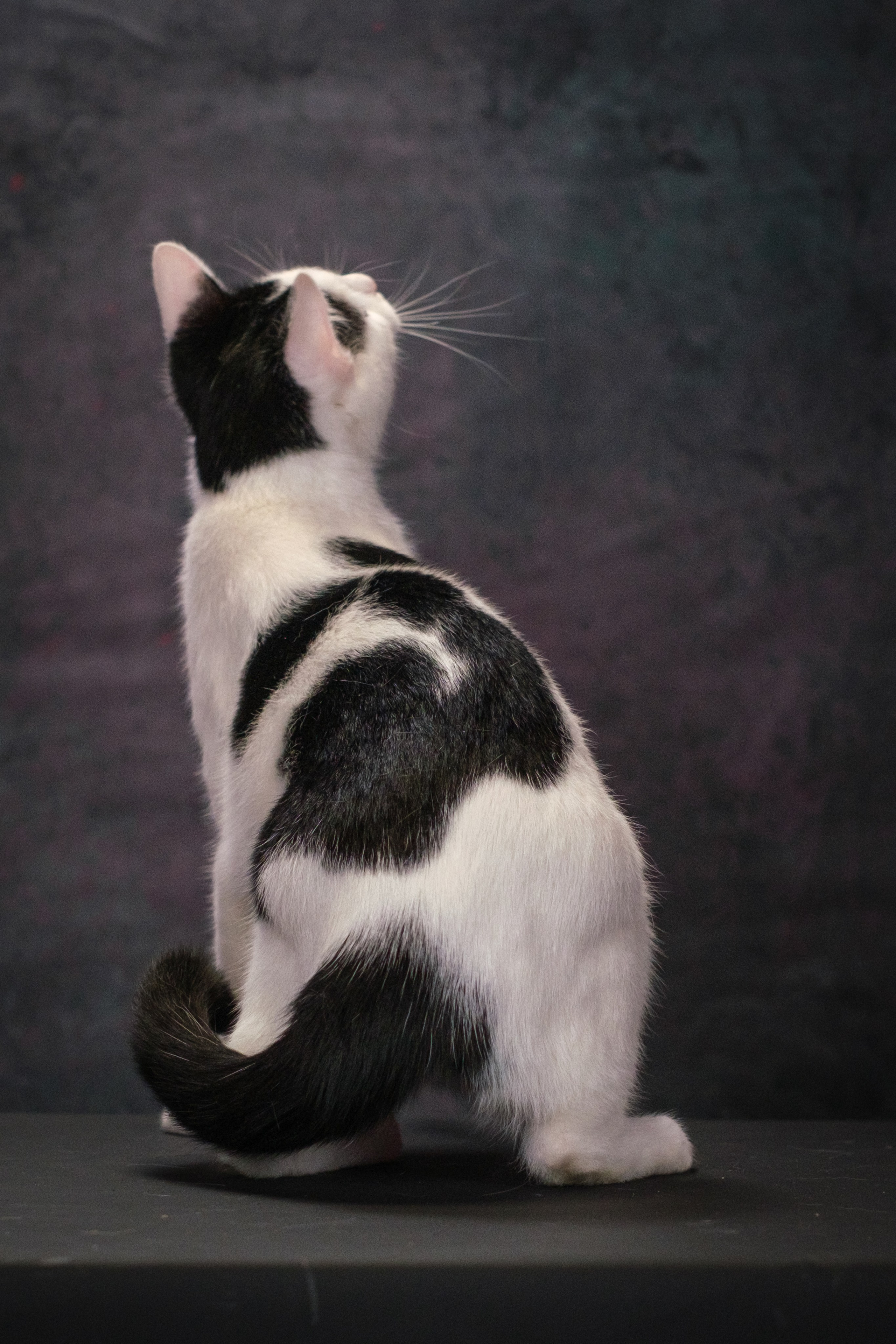 Котики Мурмурии). Зоофотограф, фотограф животных в Москве и области Дина Дамоцева