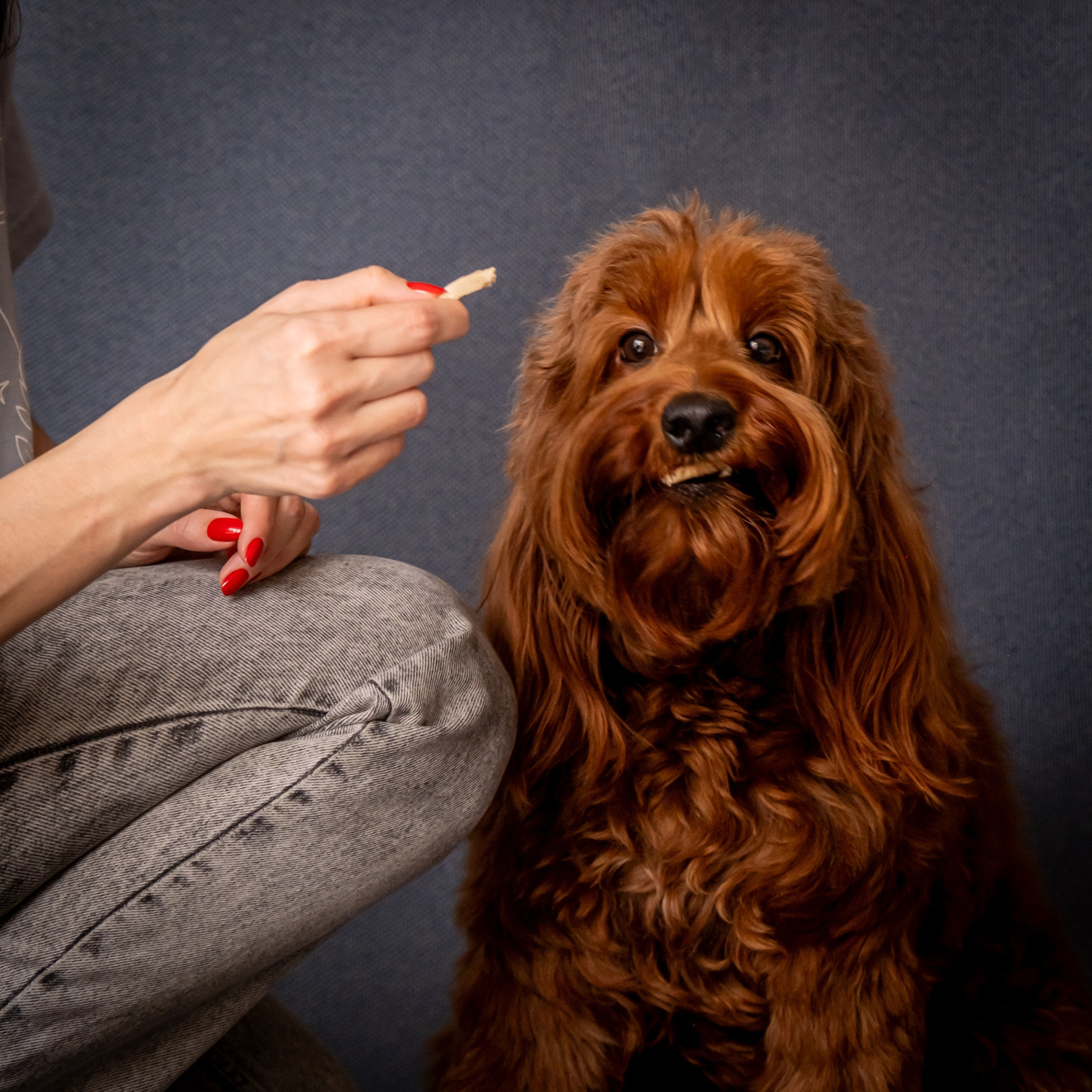 Съёмка для рекламы лакомства для собак (для Марии)!. Зоофотограф, фотограф животных в Москве и области Дина Дамоцева