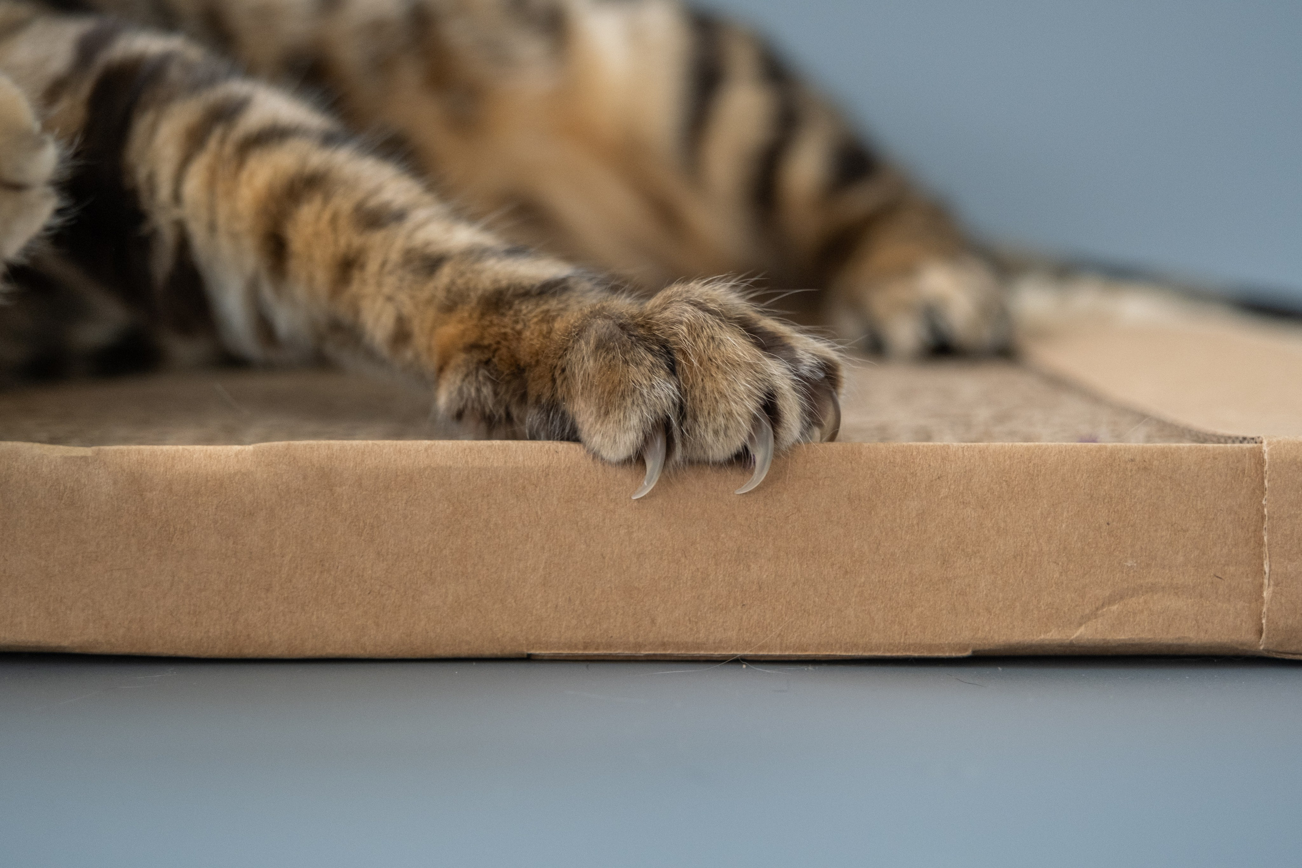 Когтеточки из картона. Зоофотограф, фотограф животных в Москве и области Дина Дамоцева