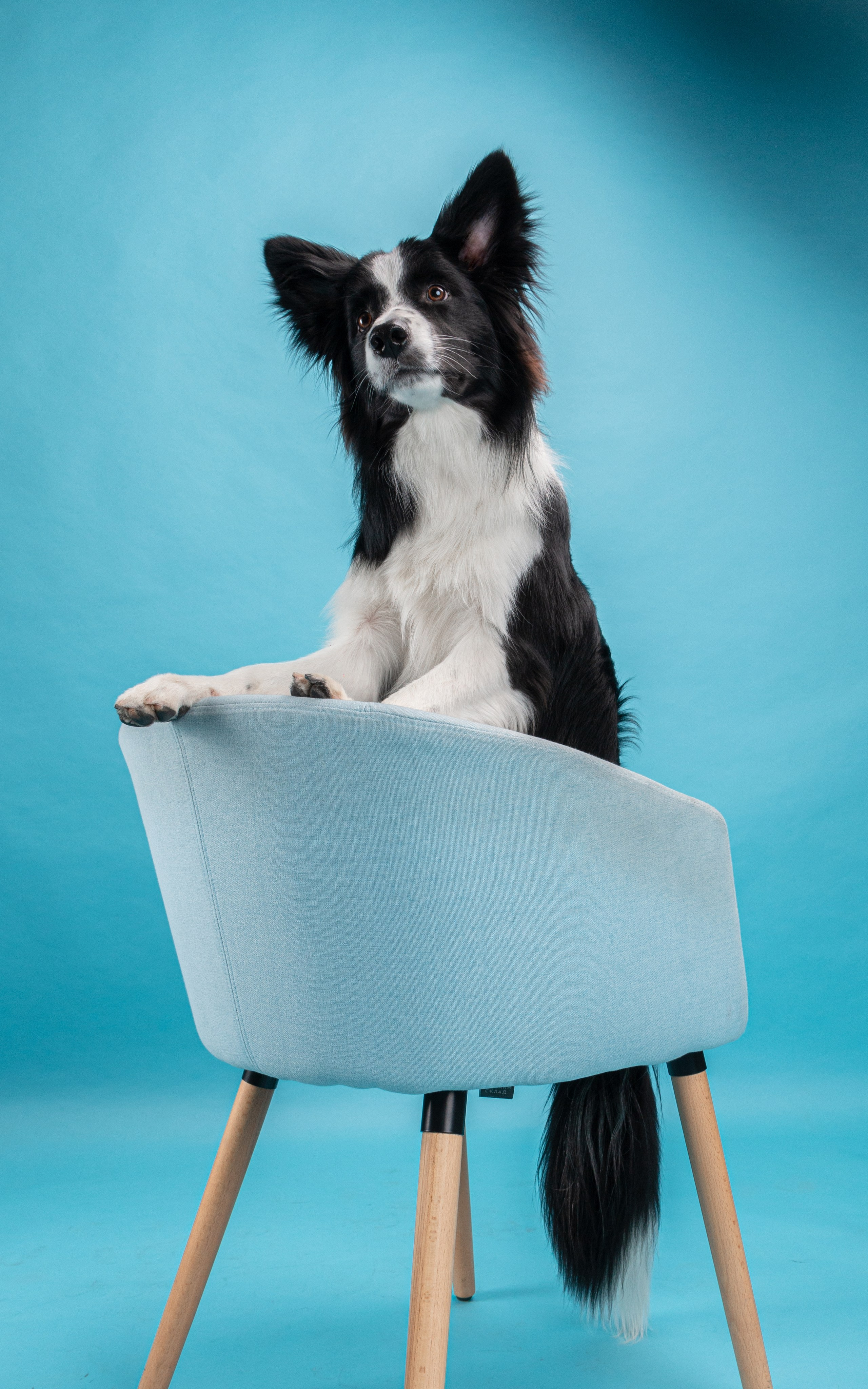 Фотосъёмка животных. Предметный и репортажный фотограф Алексей Кротов