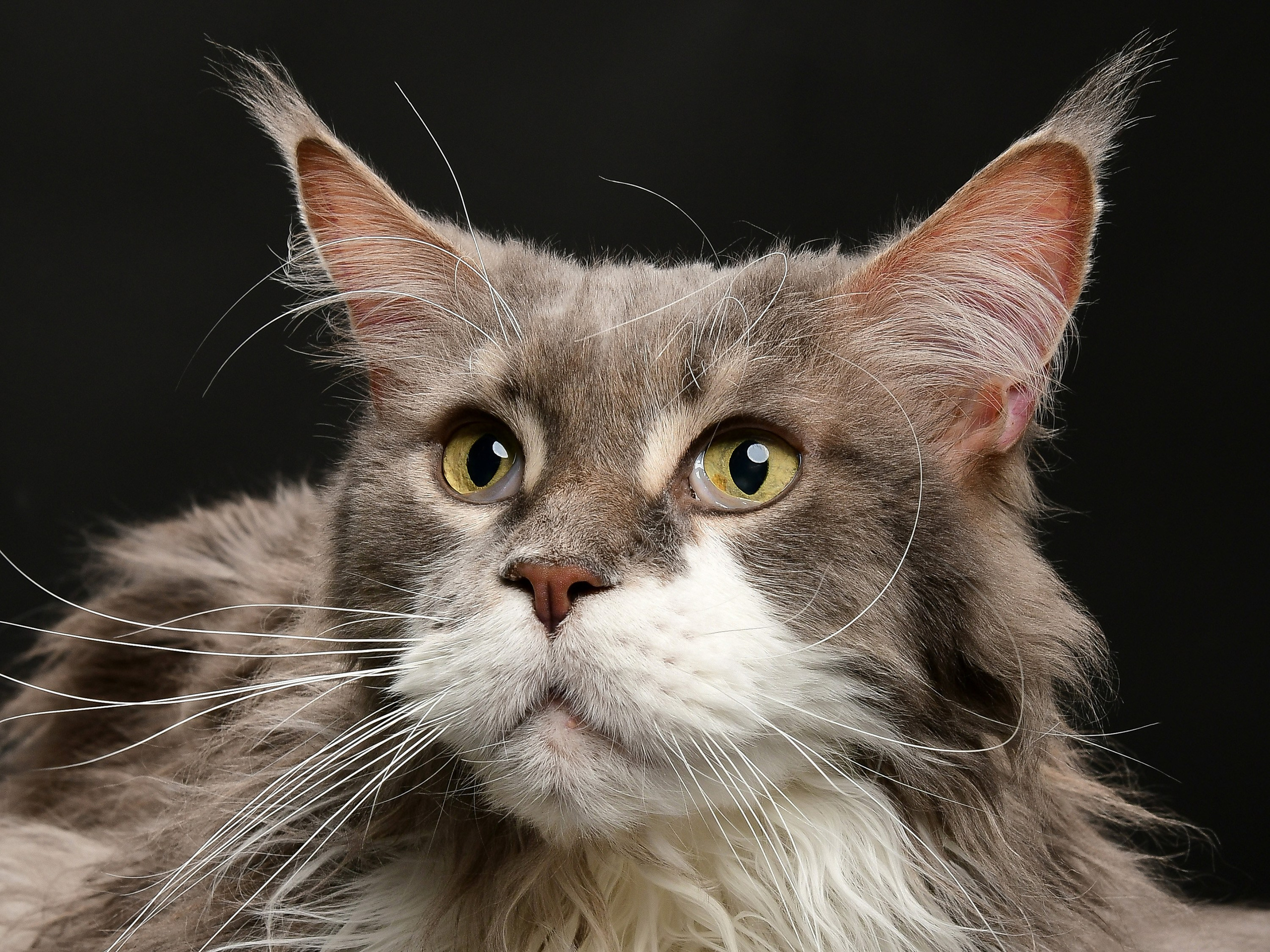 Съемка товаров для животных для маркетплейсов в Москве. Предметная фотосъемка для маркетплейсов в Москве. Предметный фотограф Дмитрий Дрогунов