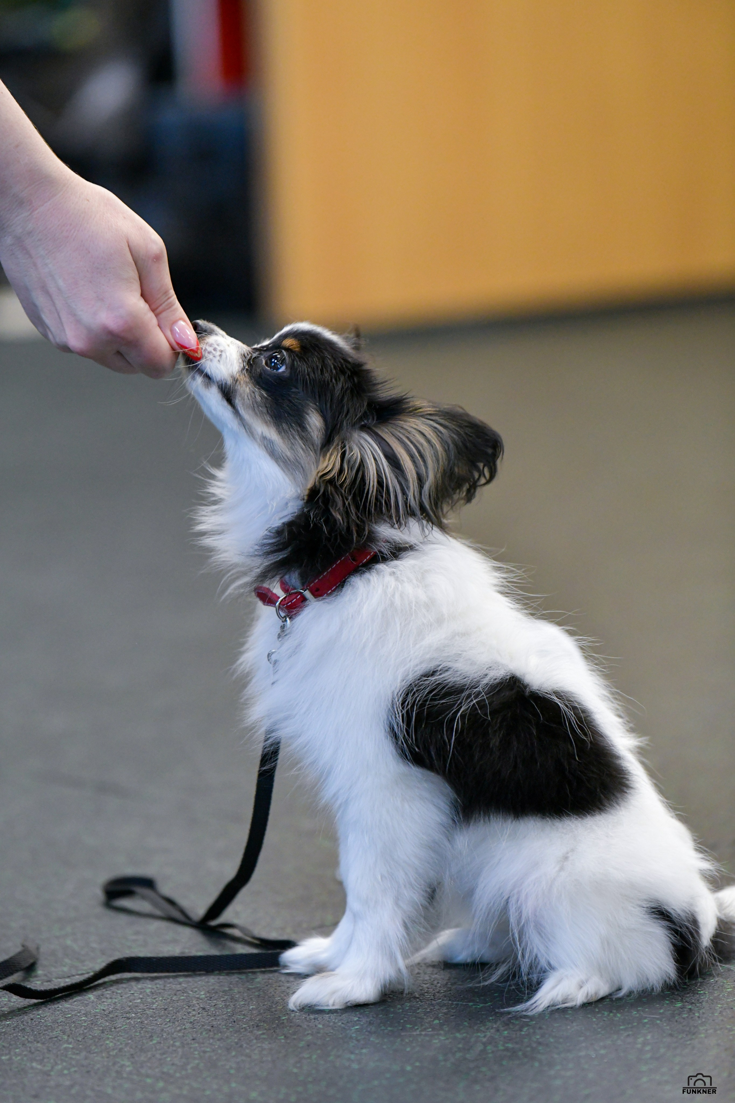 Кинологический клуб «Бодрый хвост». Свой взгляд через объектив