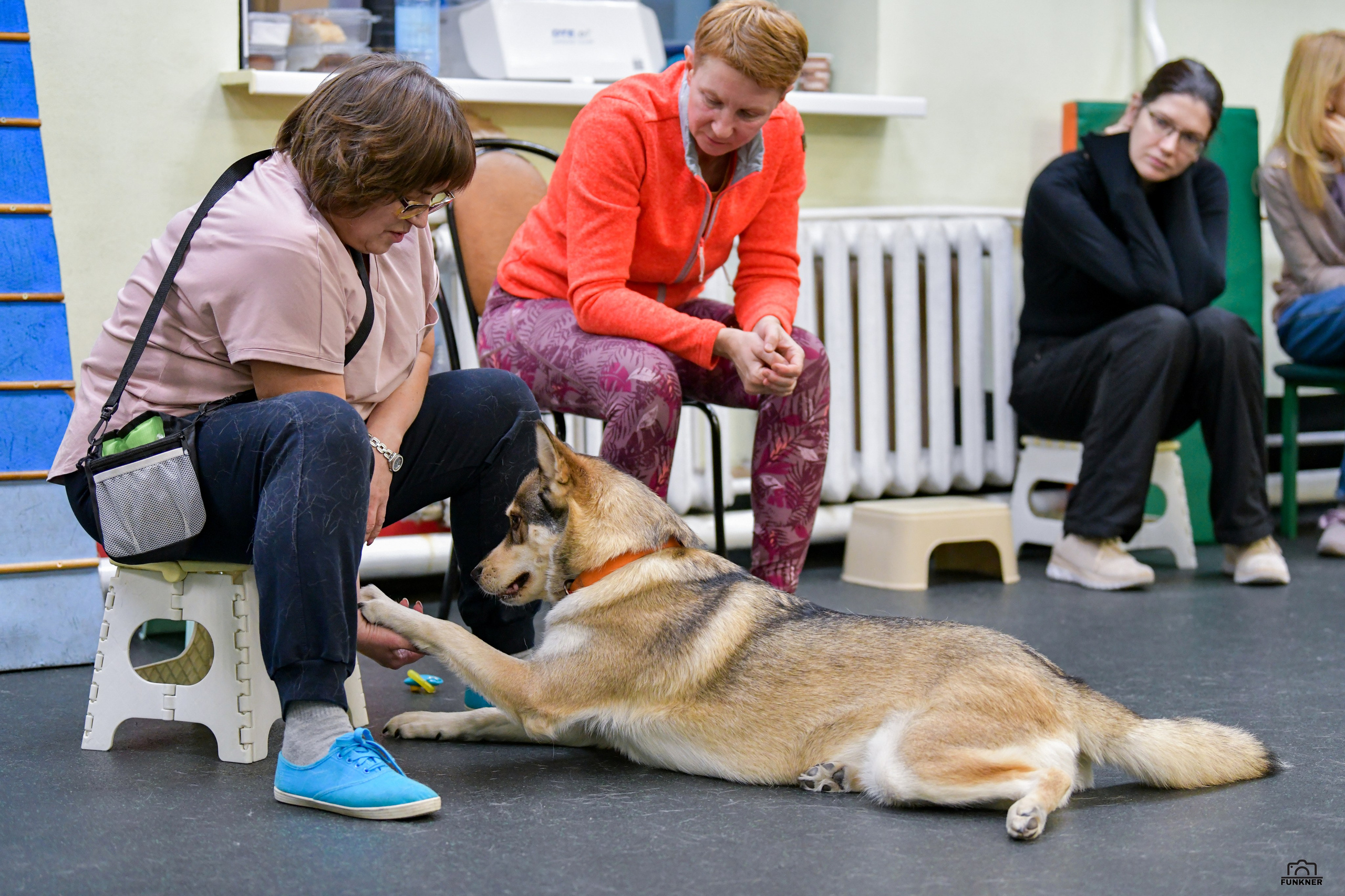 Кинологический клуб «Бодрый хвост». Свой взгляд через объектив