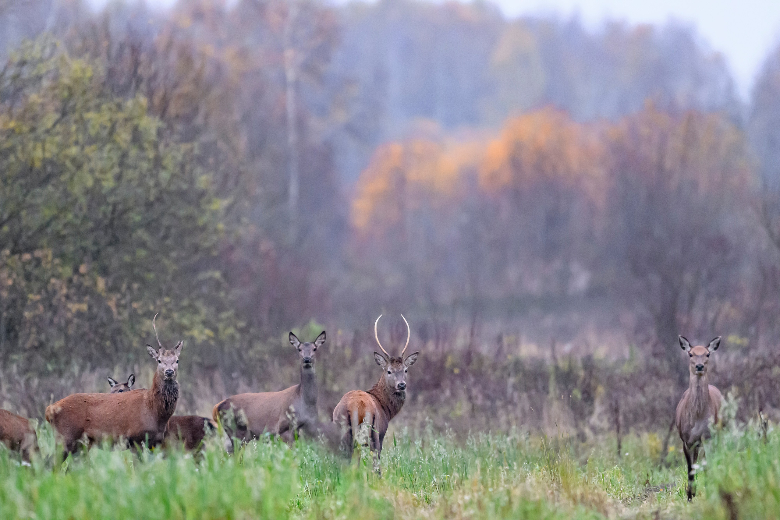 Олени III. Wildlife photography by Sergey Puponin