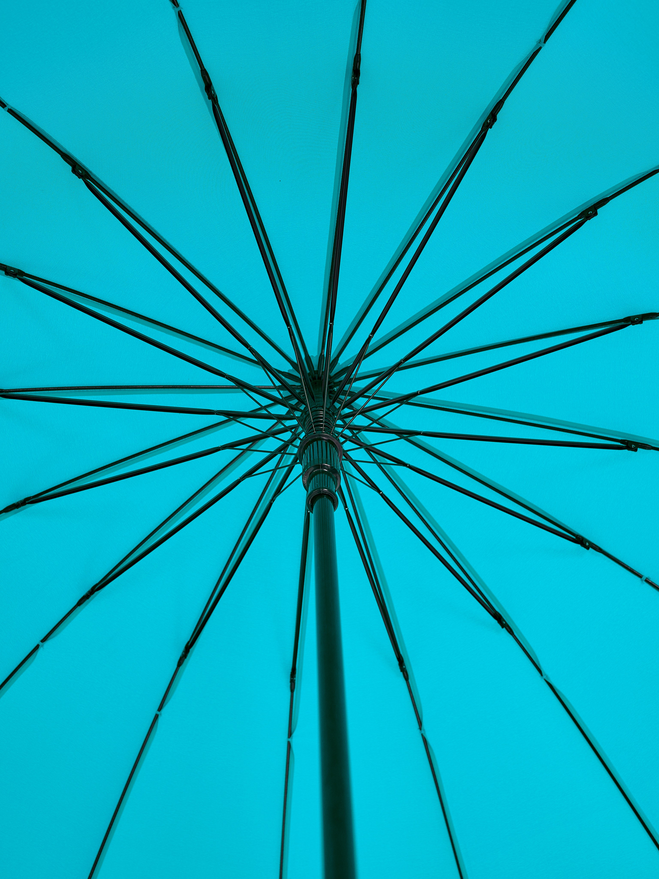 Dolphin. Zubkov Jan Hochzeitsfotograf Deutschland