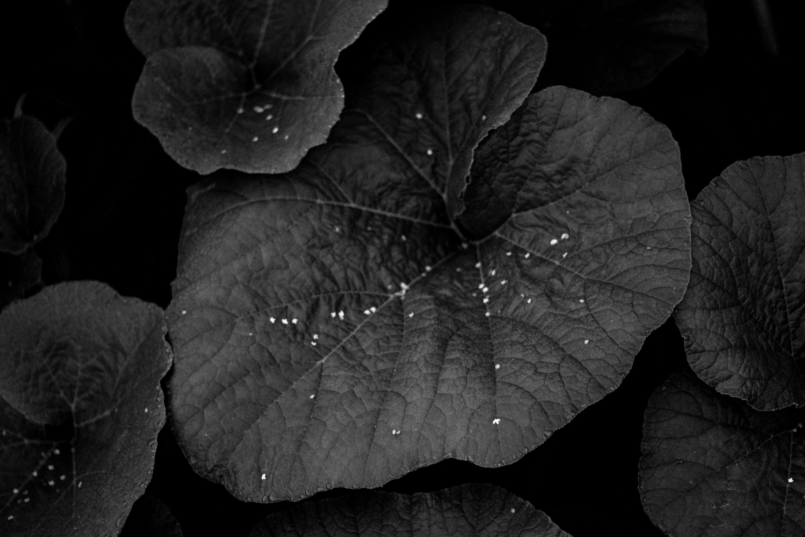 八月的花园 – 充满温暖与色彩的夏日自然摄影