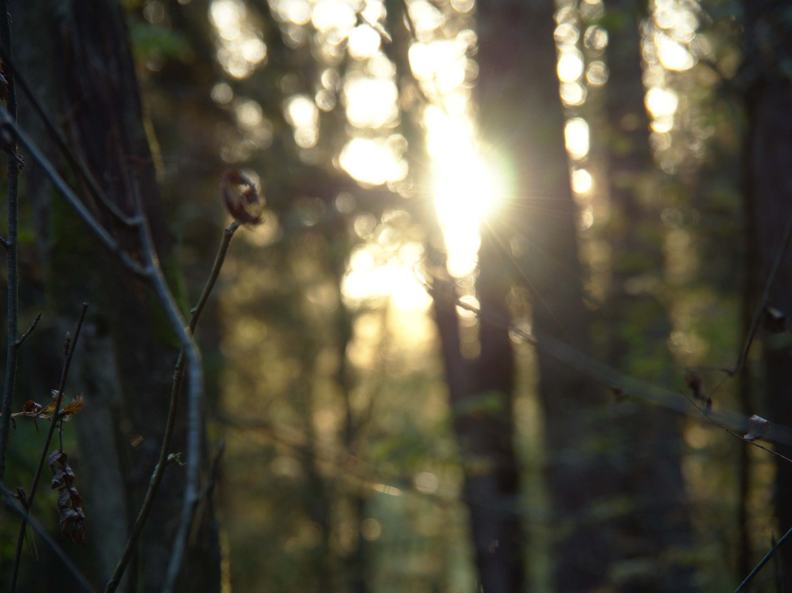 Лесное. Предметный фотограф Мария Белка