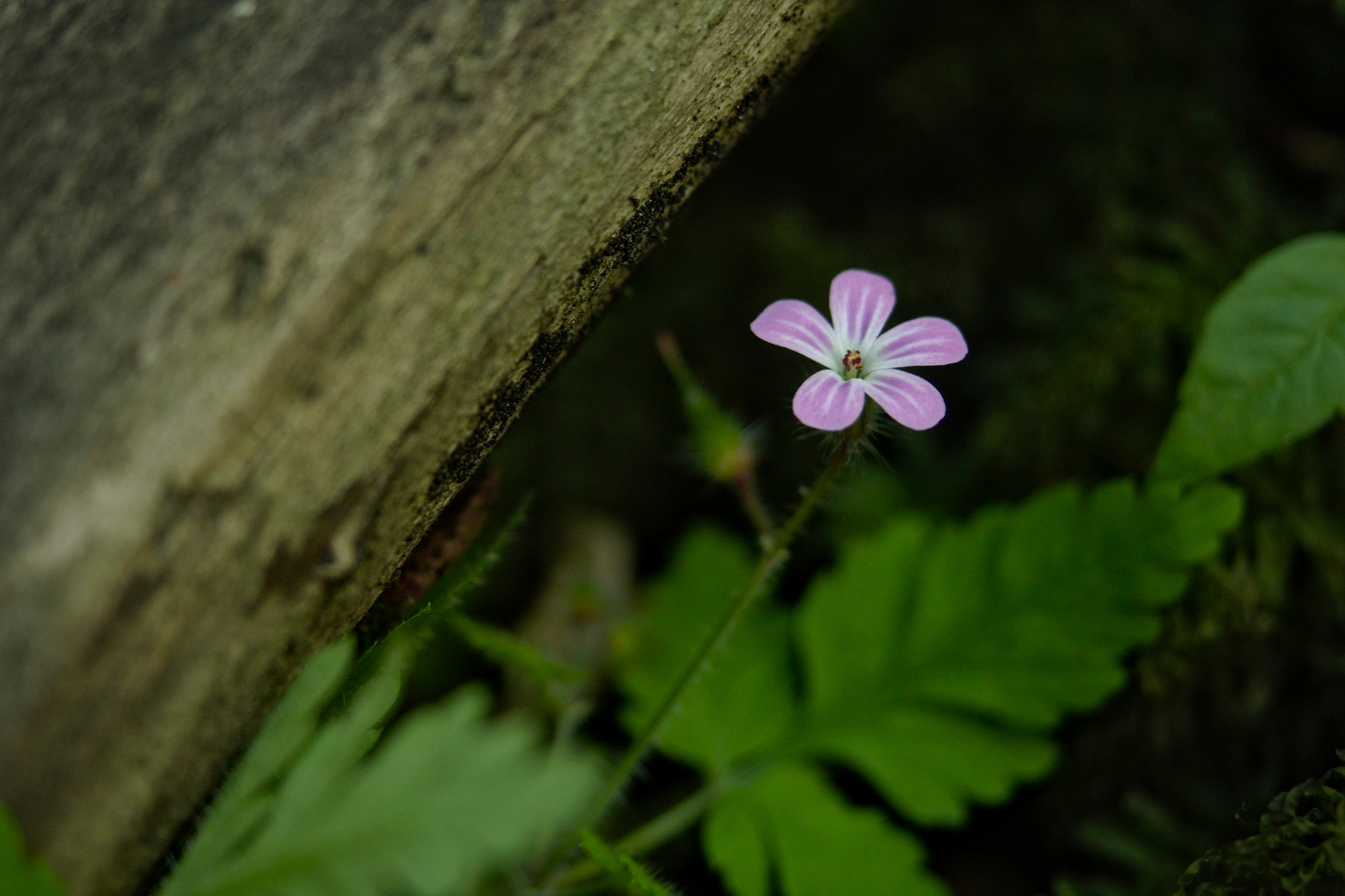 Лесное. Предметный фотограф Мария Белка