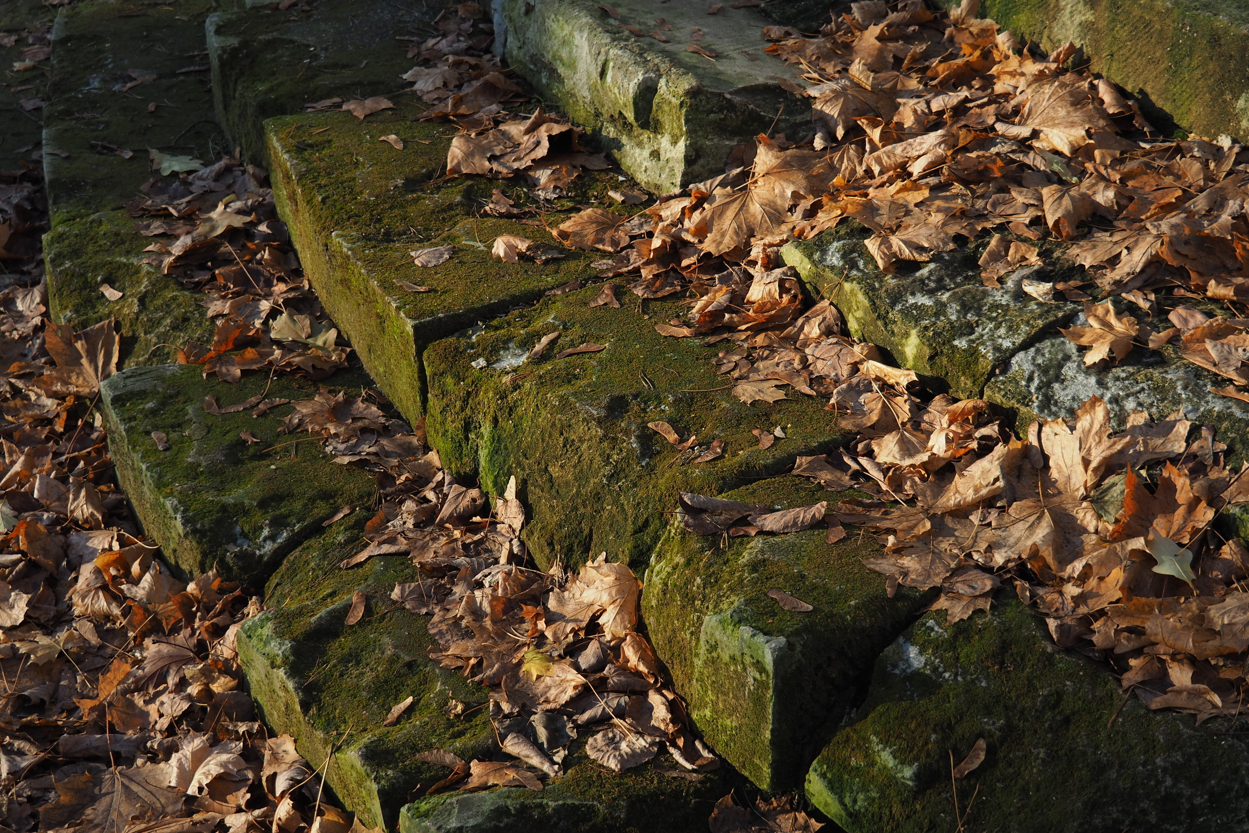 Лесное. Предметный фотограф Мария Белка