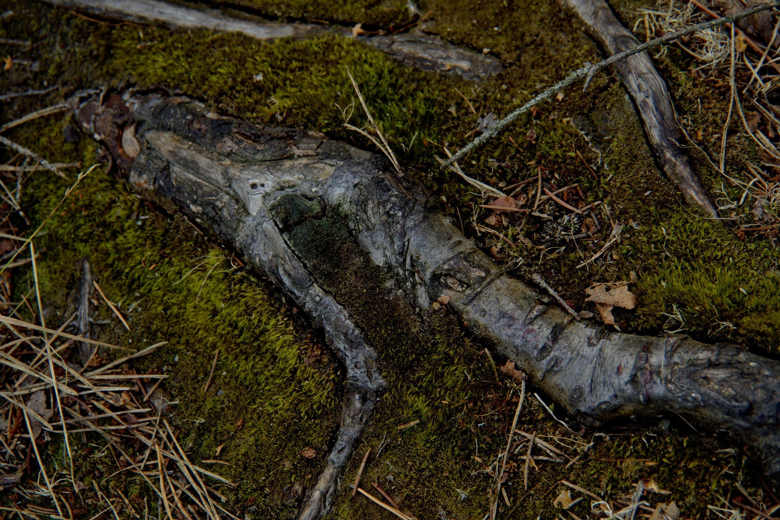 Лесное. Предметный фотограф Мария Белка