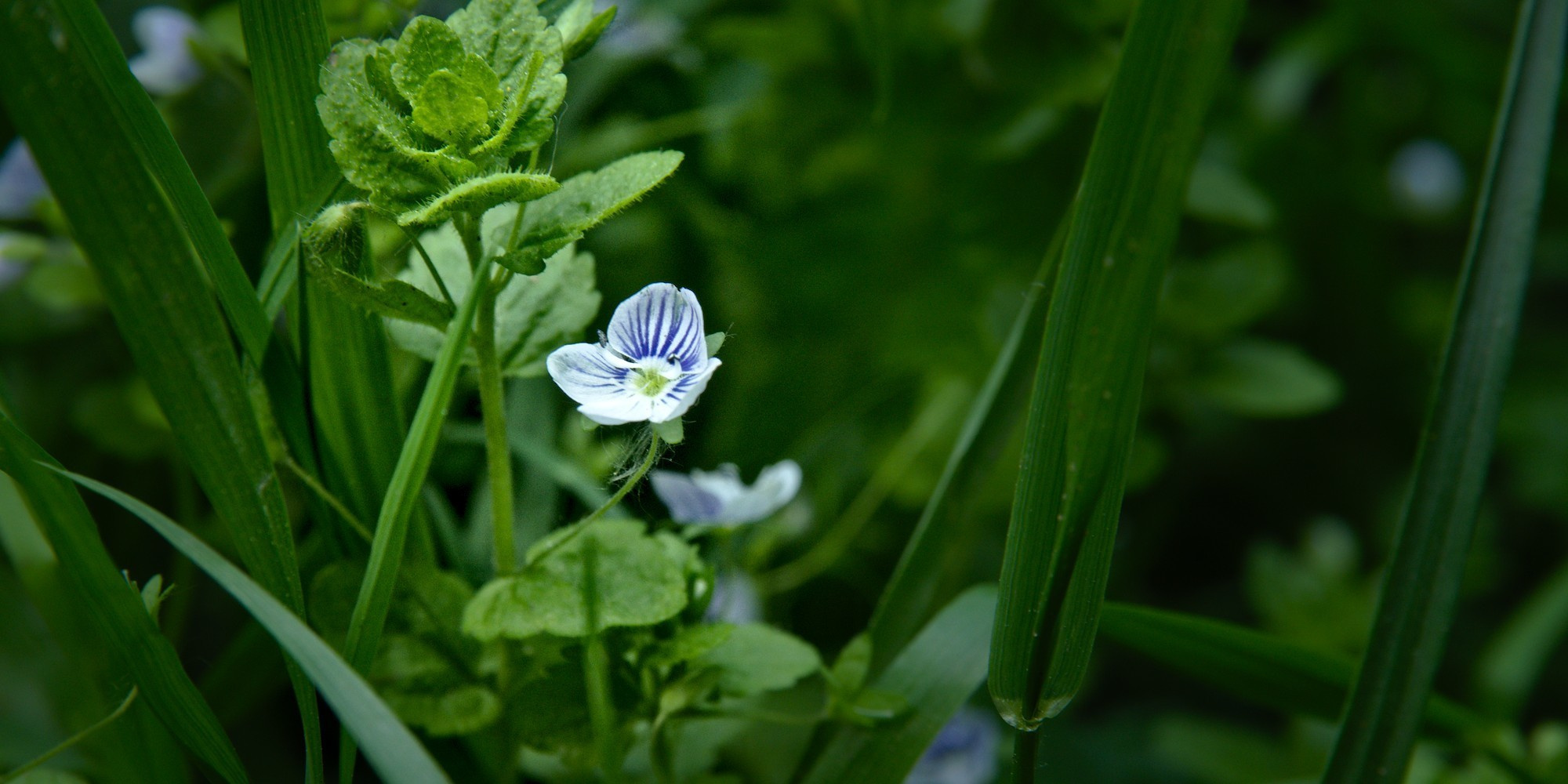 Лесное. Предметный фотограф Мария Белка
