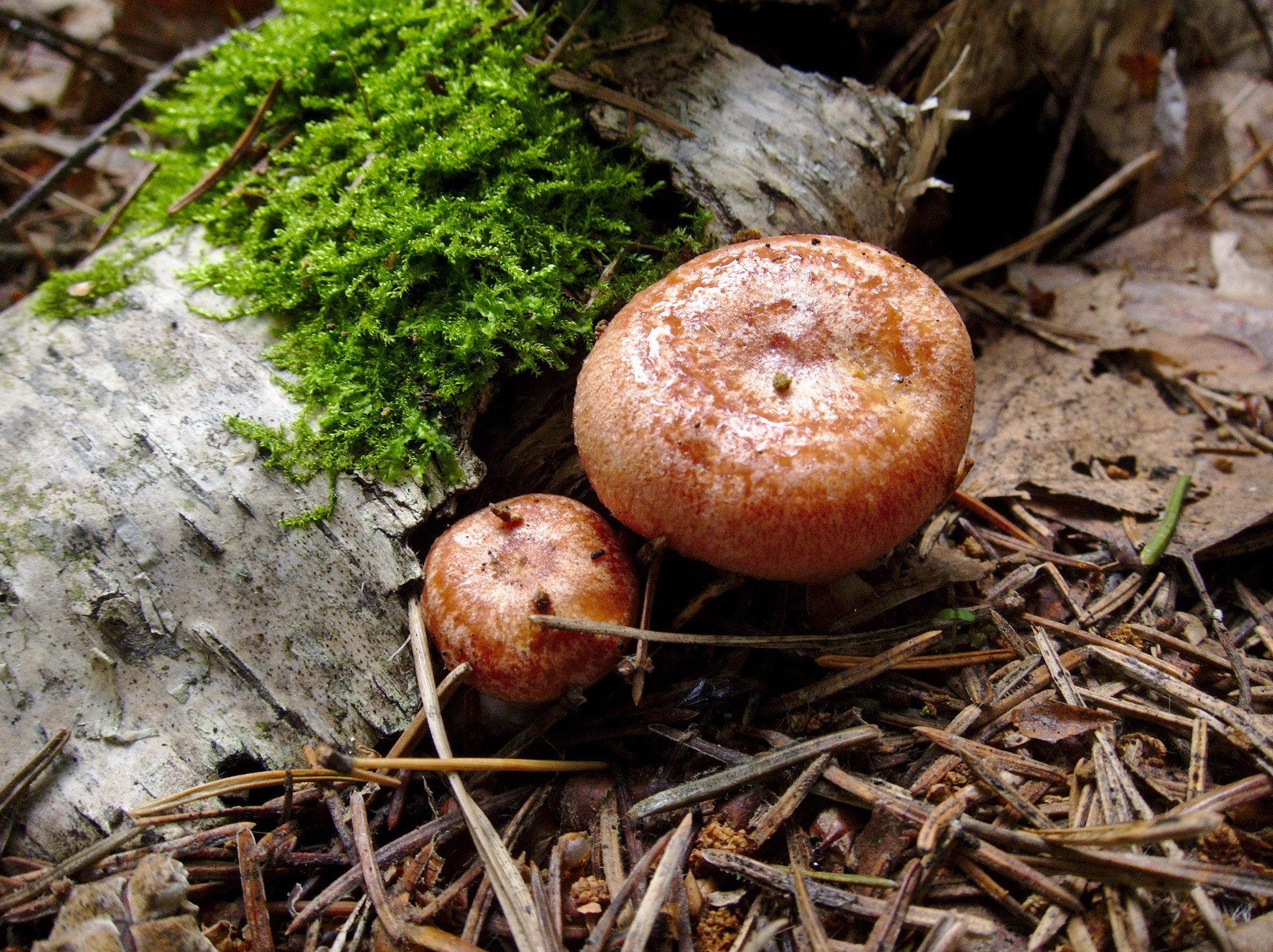 Лесное. Предметный фотограф Мария Белка