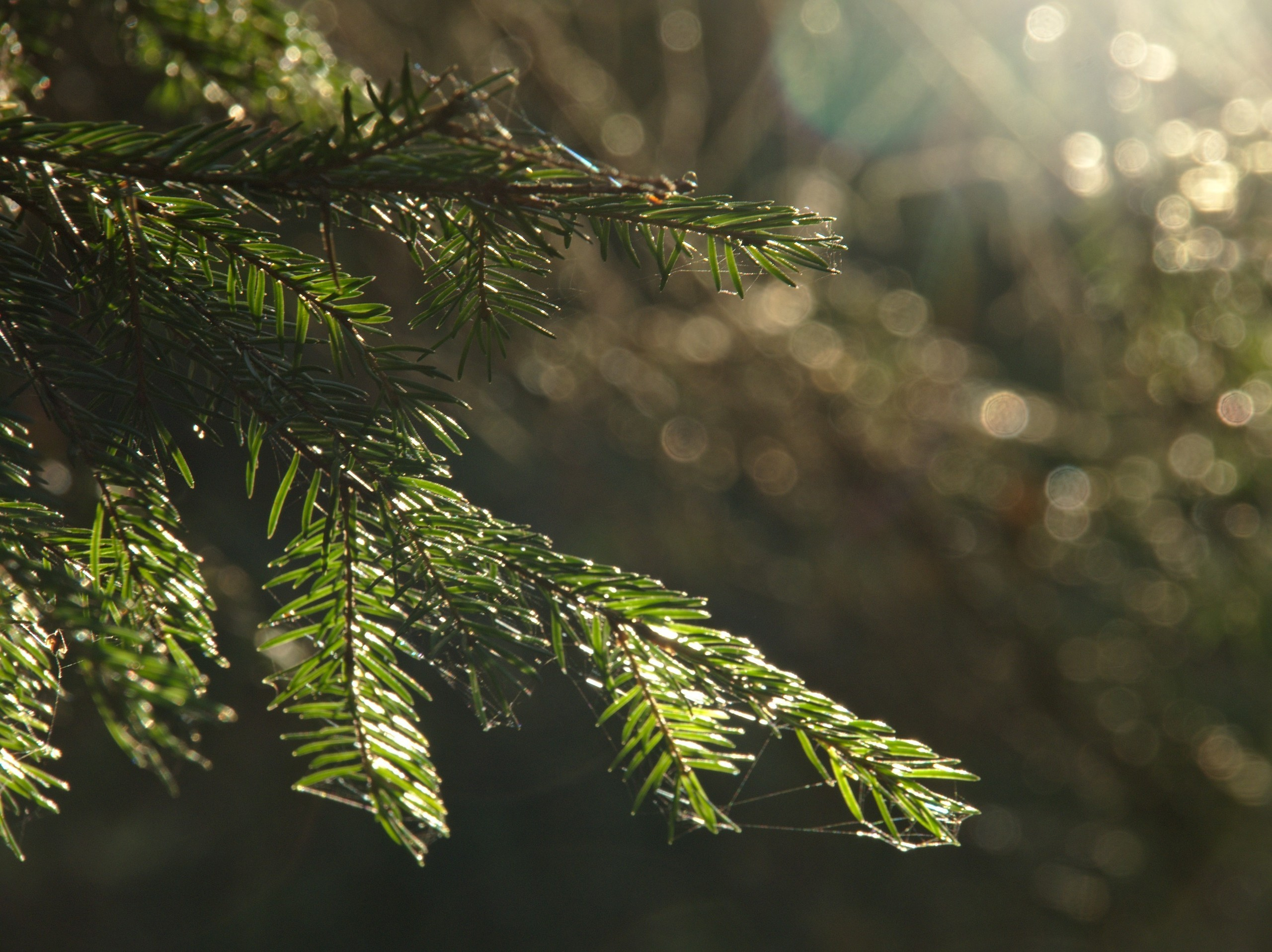 Лесное. Предметный фотограф Мария Белка