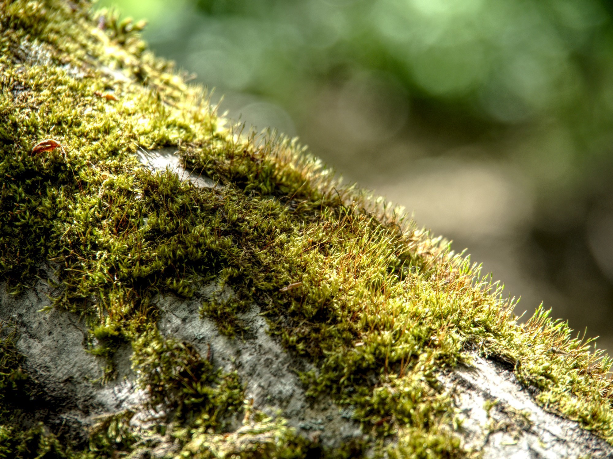 Лесное. Предметный фотограф Мария Белка