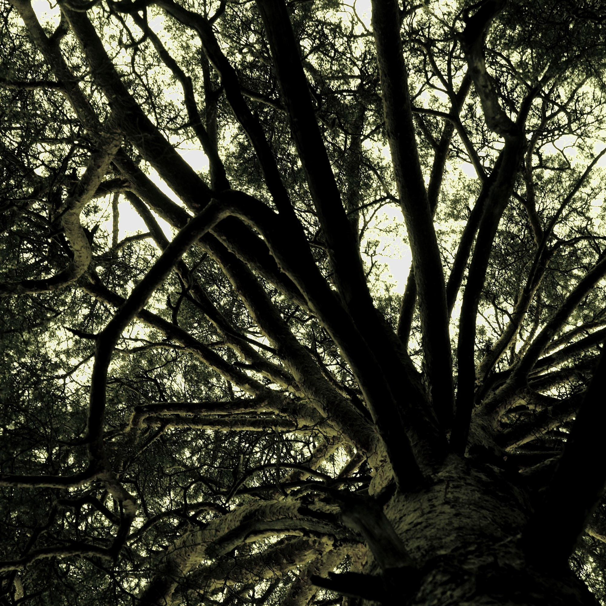 Лесное. Предметный фотограф Мария Белка