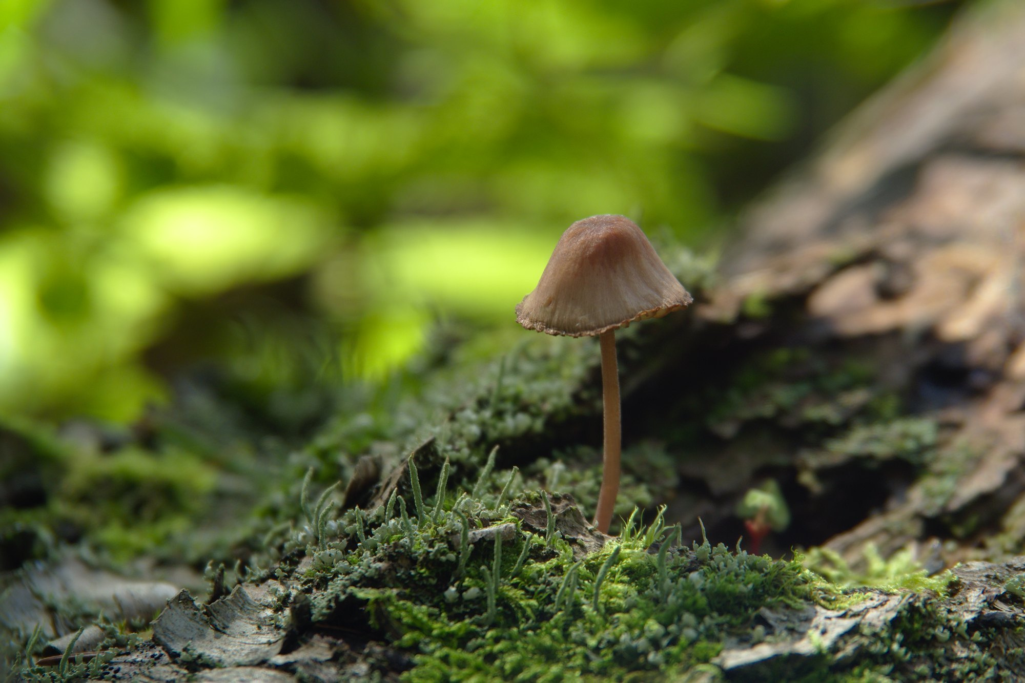 Лесное. Предметный фотограф Мария Белка