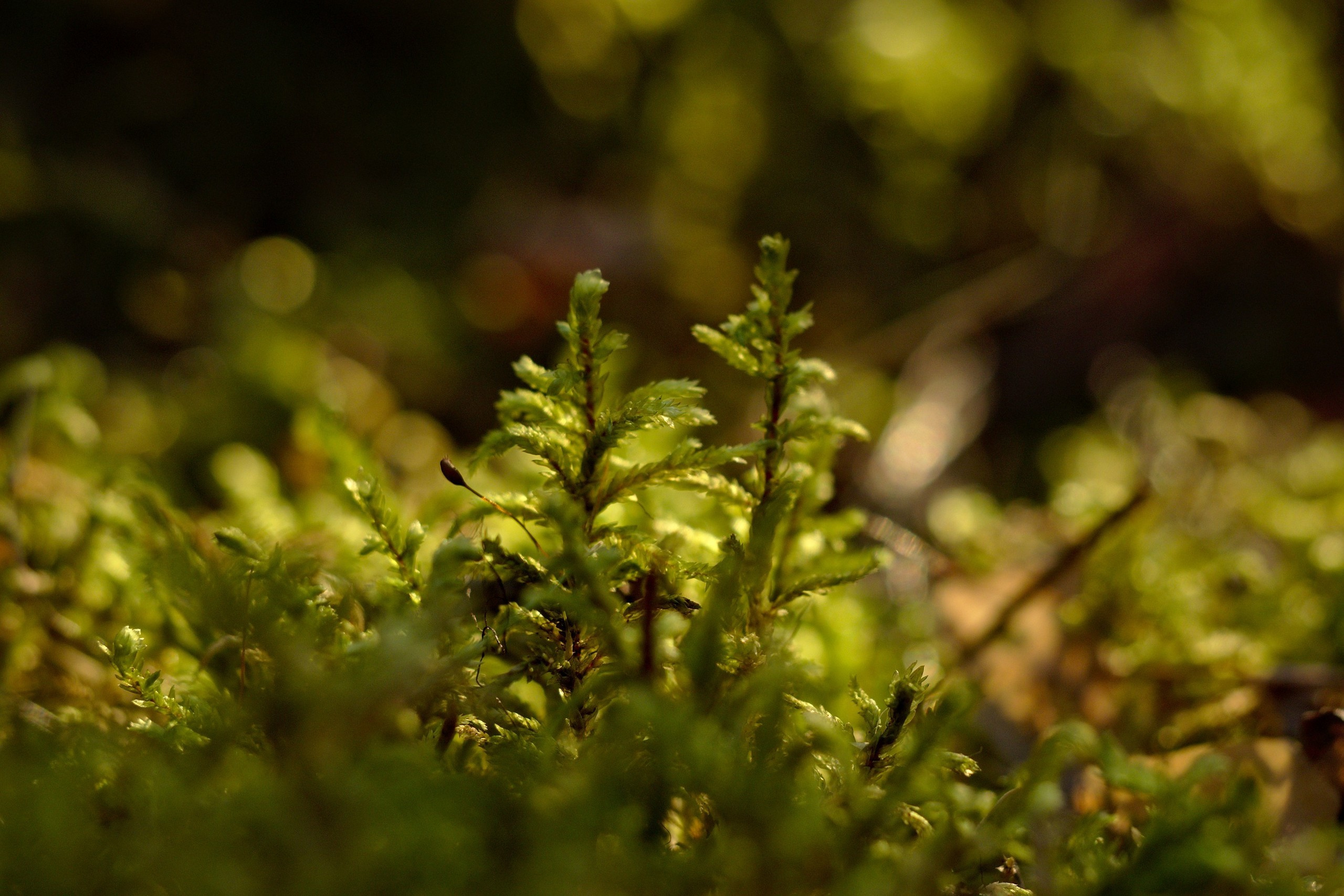 Лесное. Предметный фотограф Мария Белка
