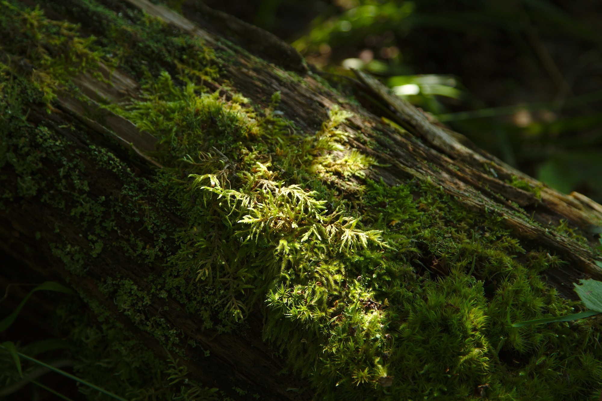 Лесное. Предметный фотограф Мария Белка