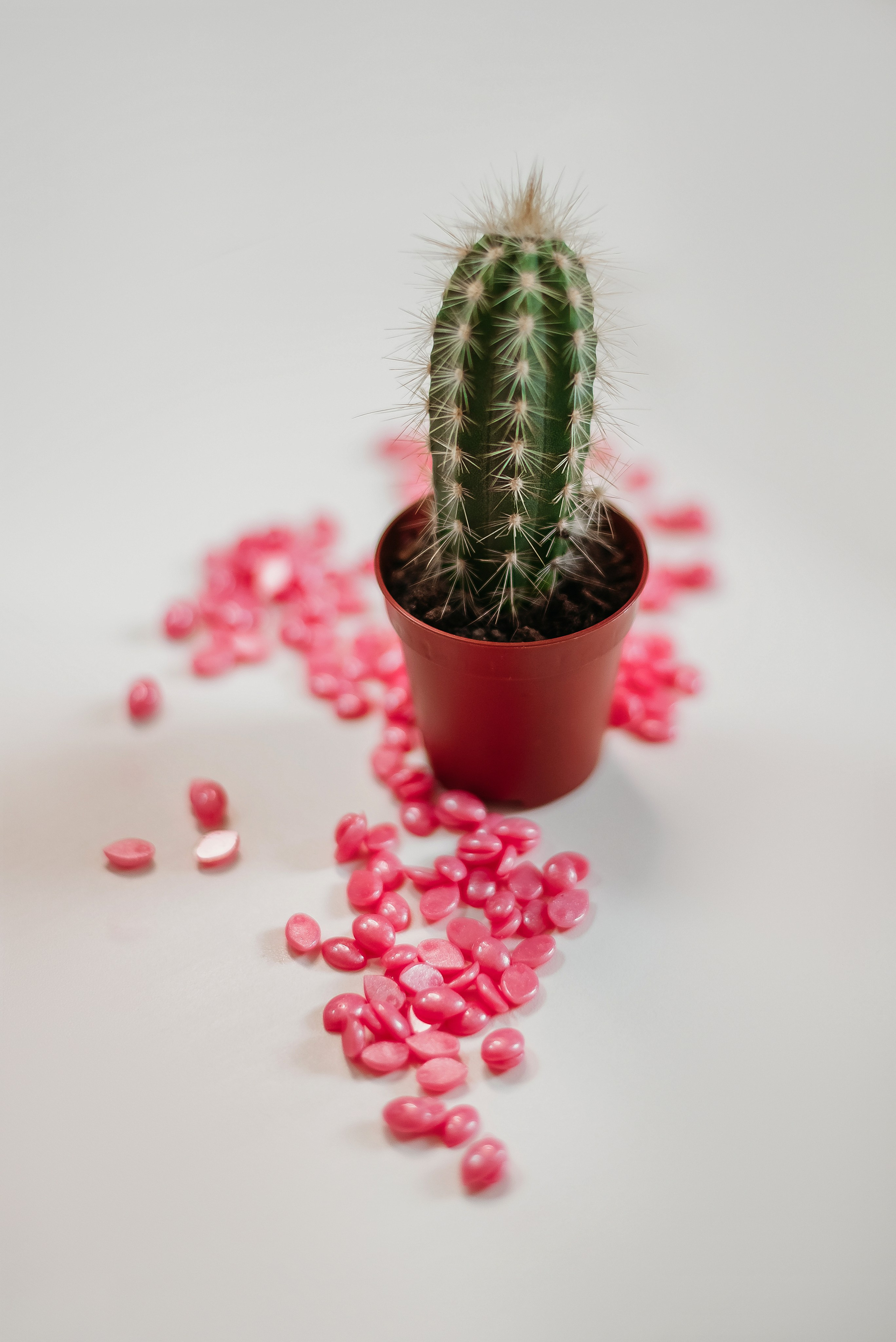 Контент съемка2. Фотограф в Гродно Ольга Лукуть