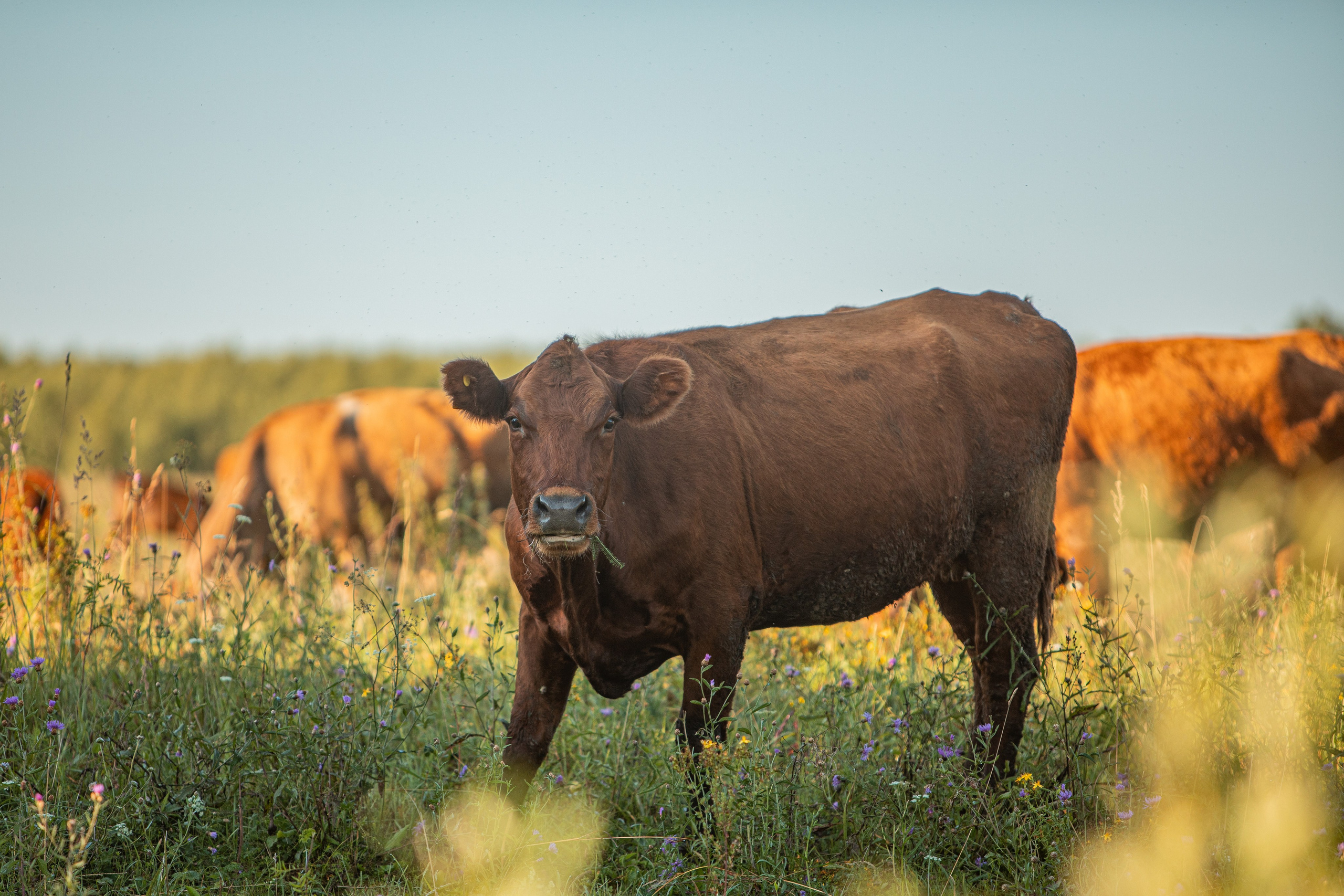 Село Тимирязево, Лухский район. Фотограф Сергей Ловкий