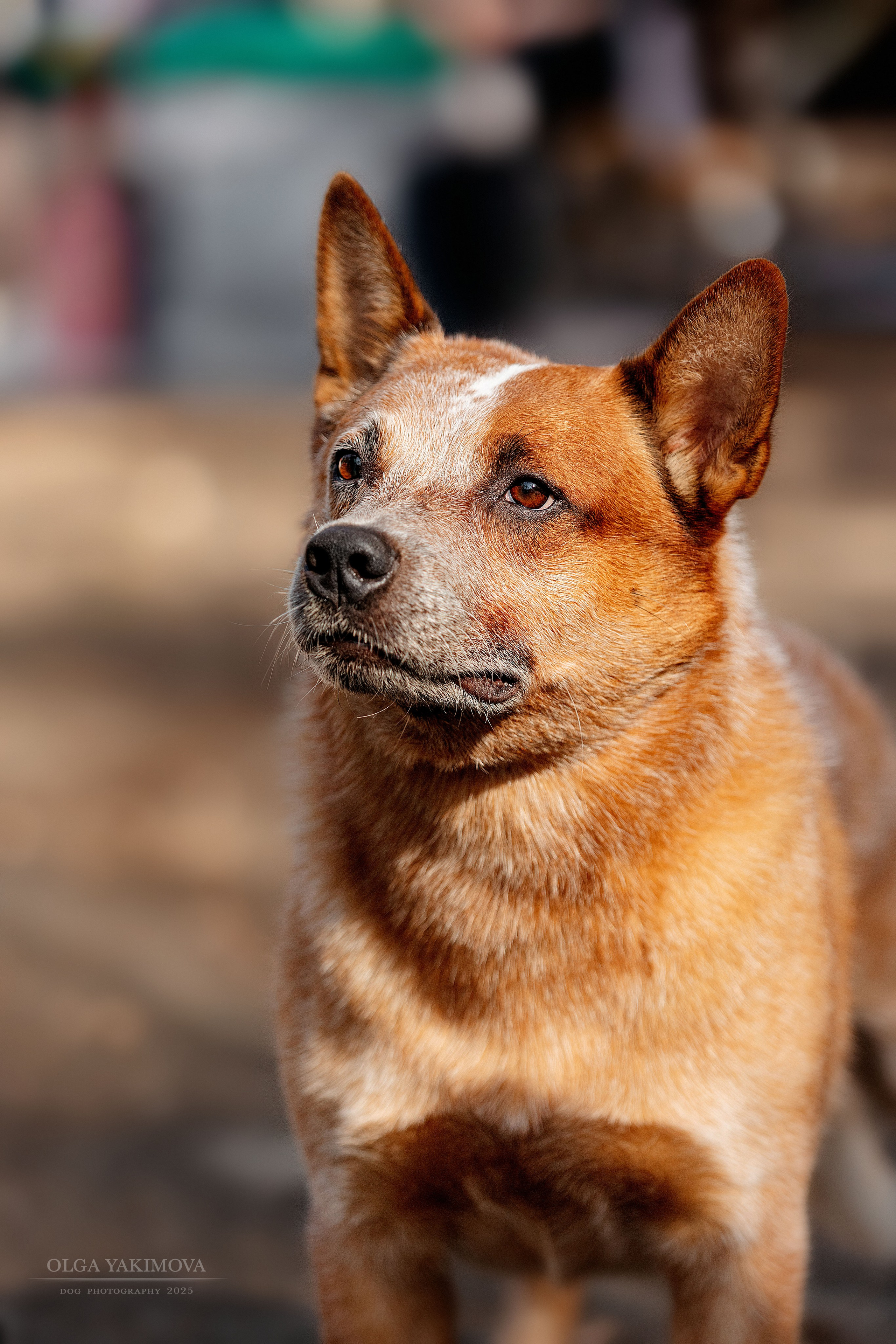 Экстерьер. Фотограф
