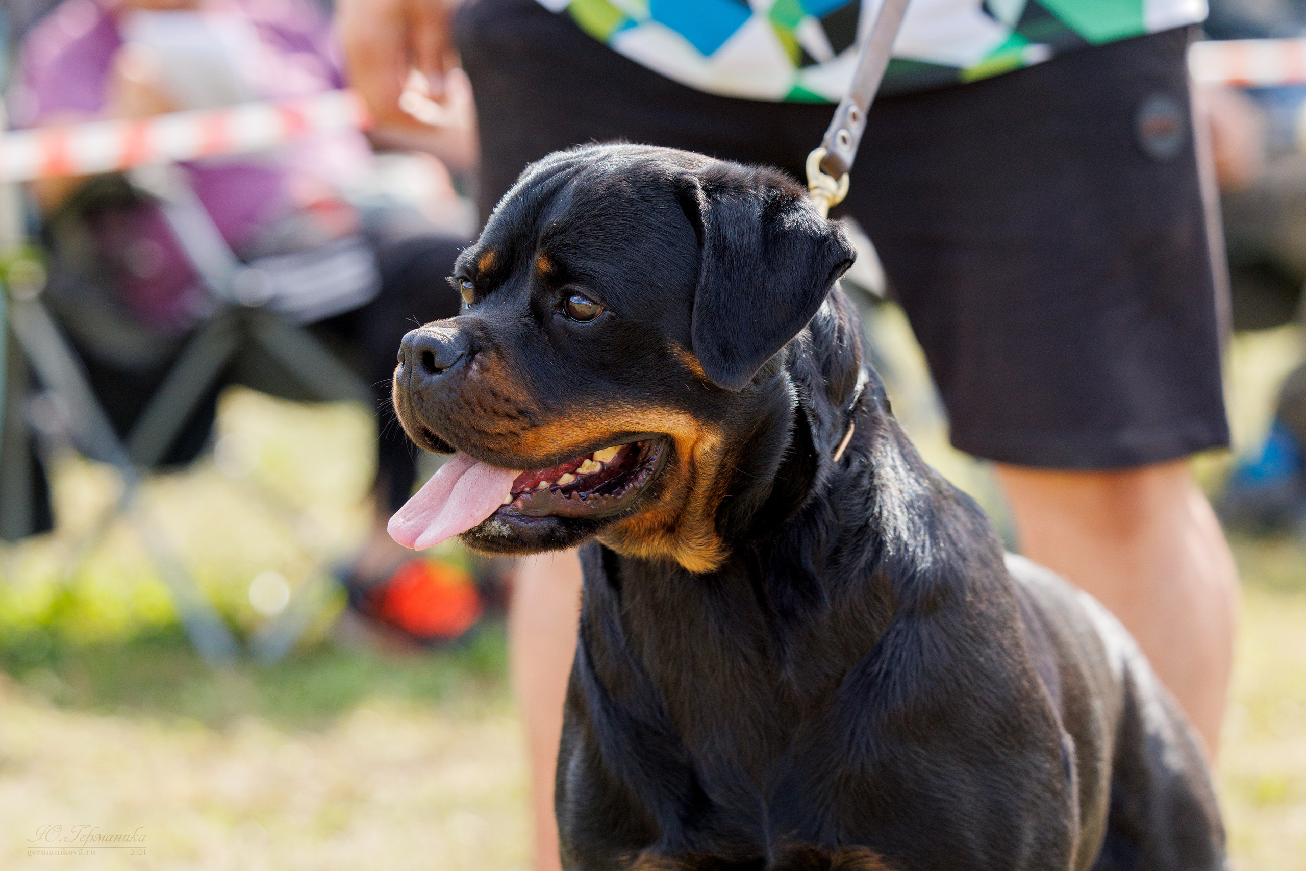 Рязань-Ховрино 10-11.08.2024 3хмоно ротвейлеров. Фотограф-анималист Юлия Германика
