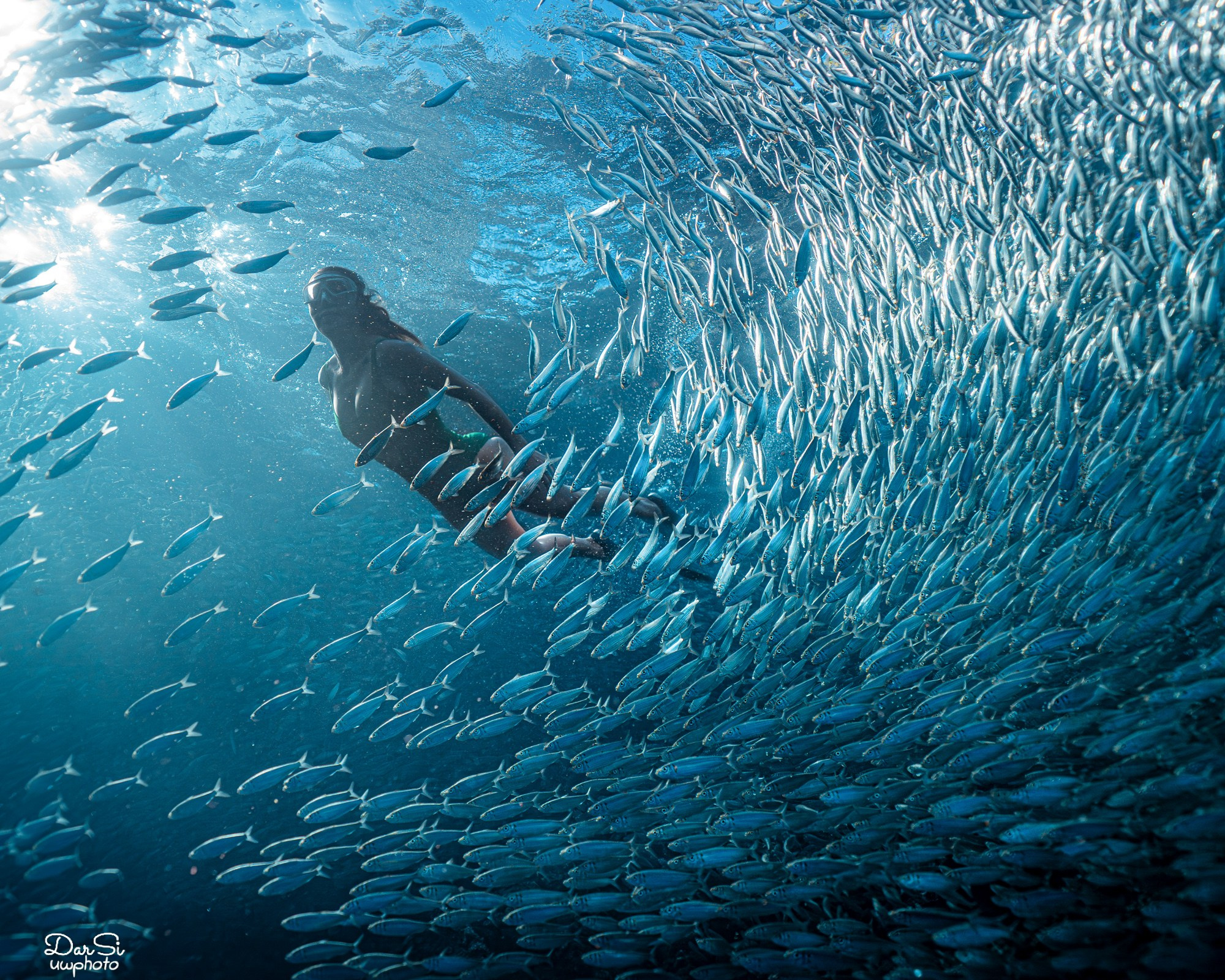 Фотосессия с сардинами (+каньон). Underwater Photographer in the Philippines — Daria Sinitsina