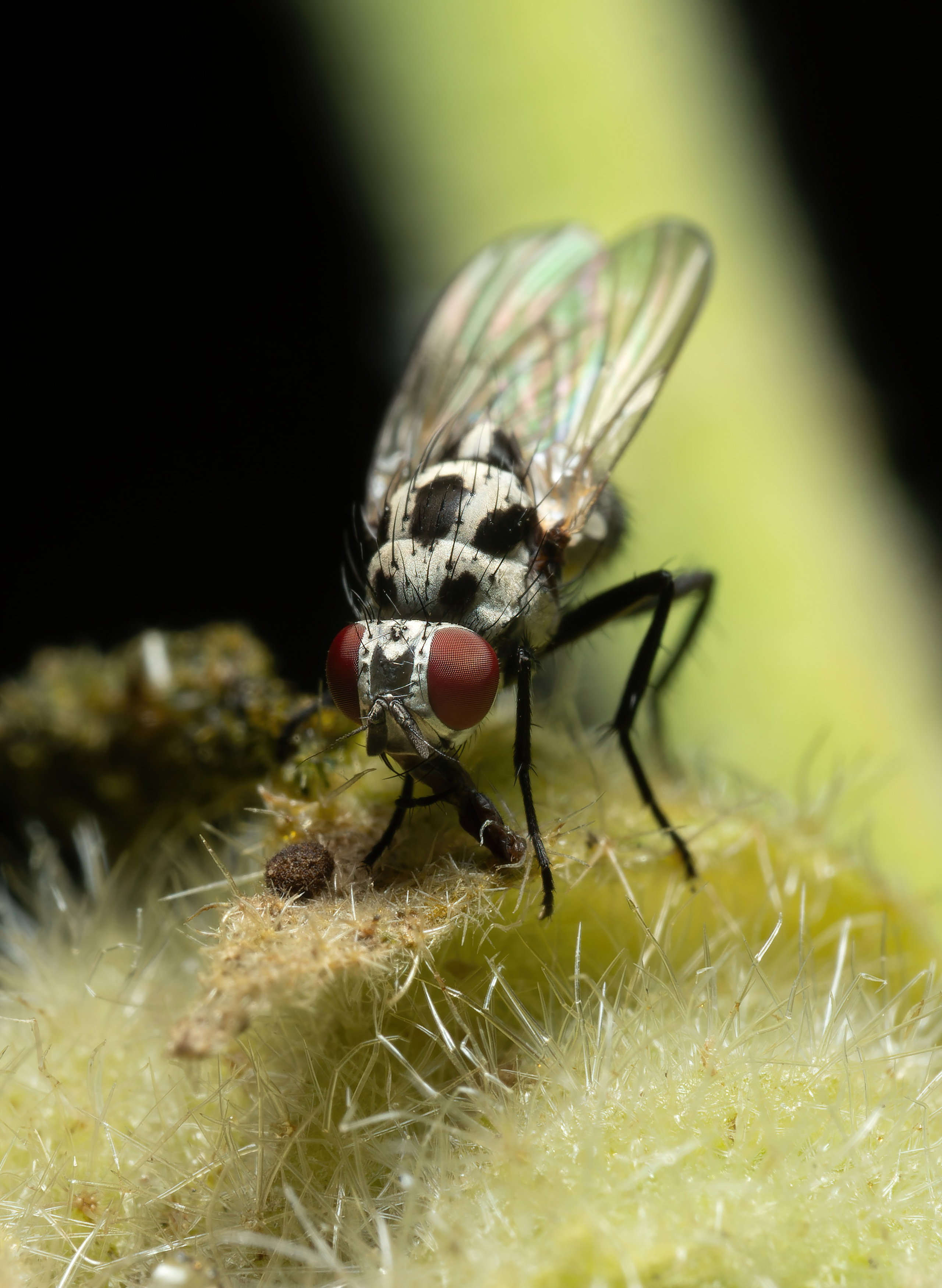 Мухи. Oles Paritskiy