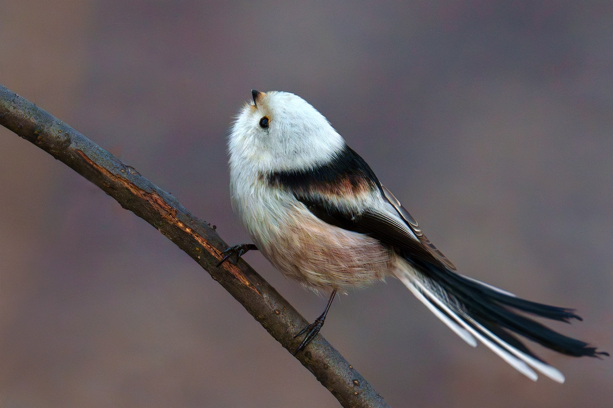 Удивительные мир птиц. Вокруг нас столько прекрасного — присмотритесь!. Ваш личный фотограф Марина Волкова