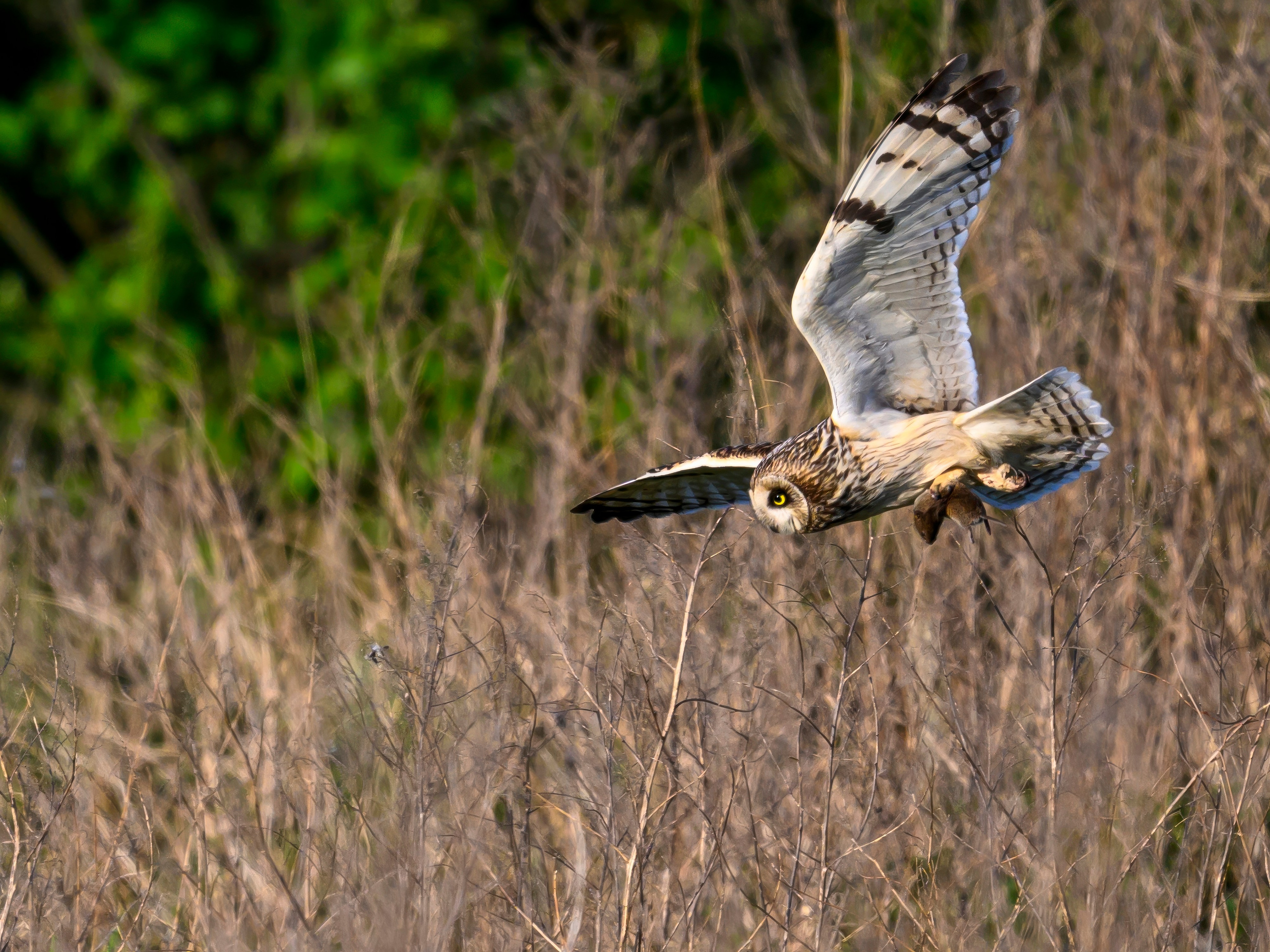 Охота сов. Фотограф Сергей Пупонин
