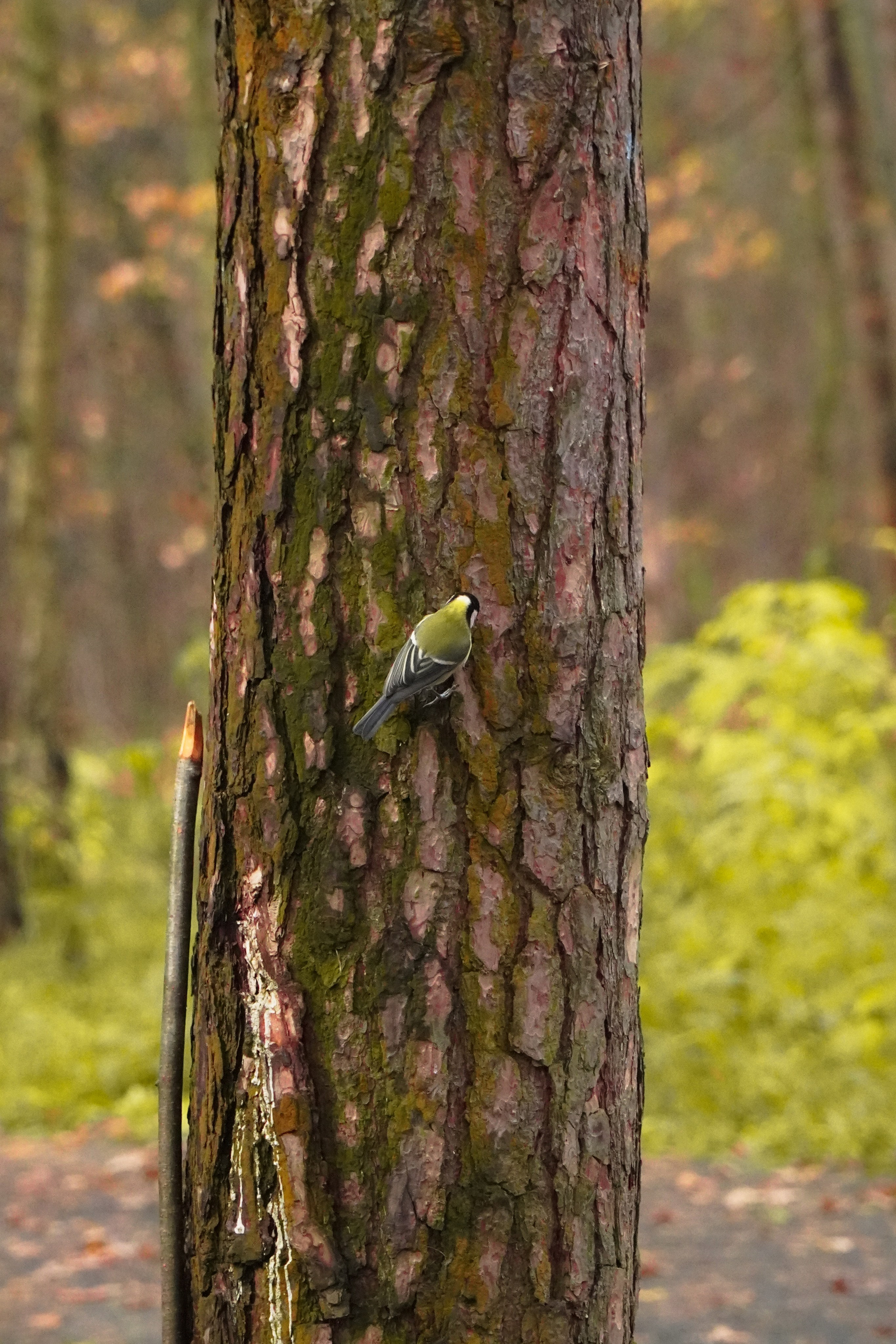 5 вёрст Томилинский 3 года 18 октября 2025. Роман Капилюшов. Бег. Фото. Видео. г. Люберцы