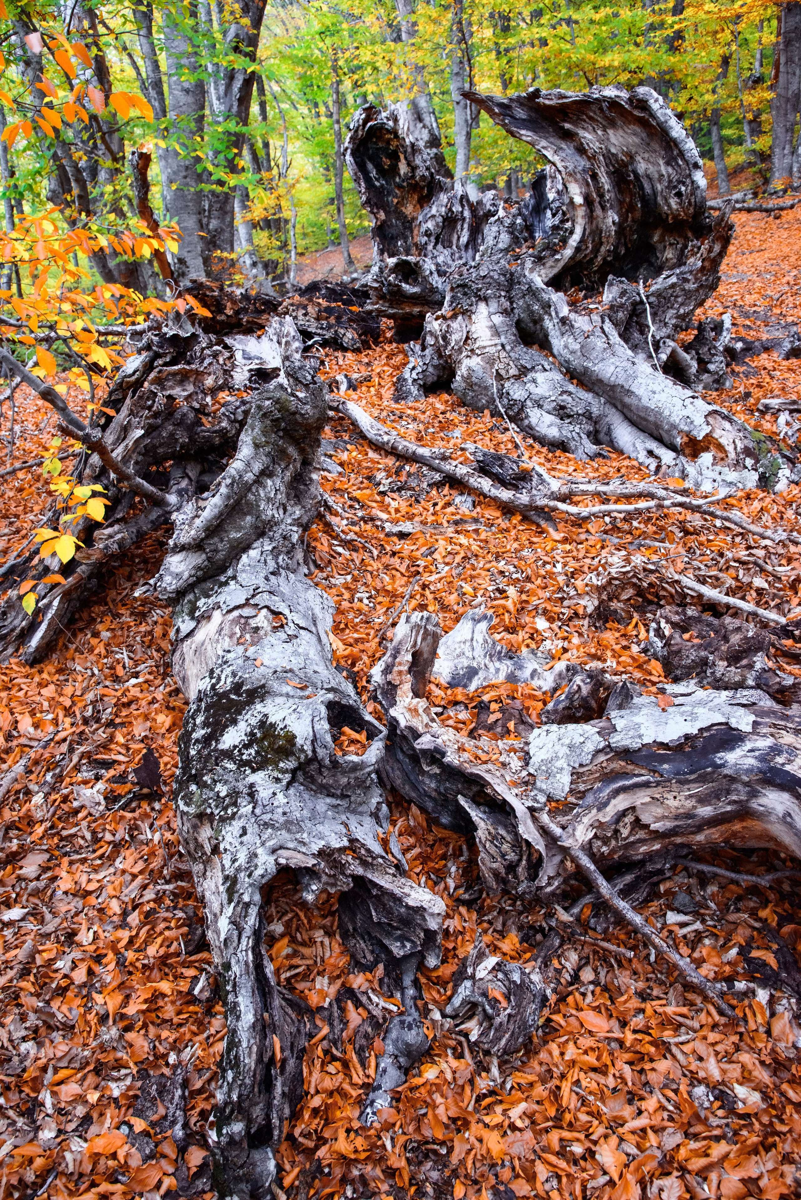 Путешествие по южному берегу Крыма в начале осени. Пейзажный фотограф Сергей Пестерев. Фото природы