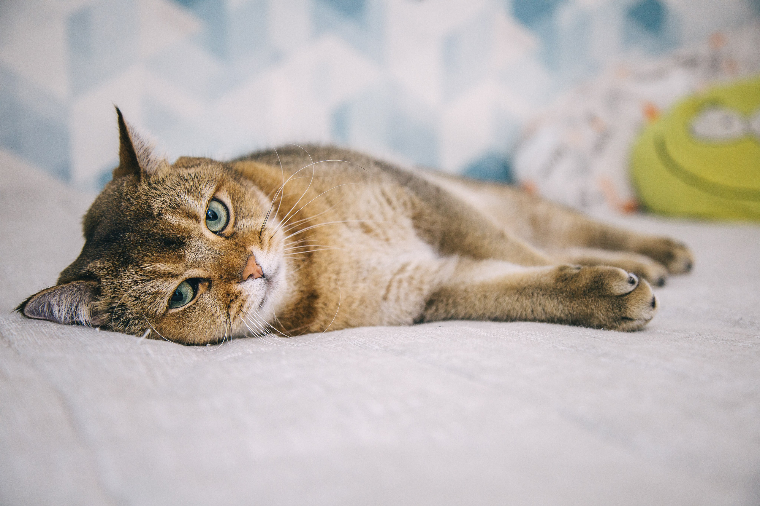 Домашняя :). Репортажный и семейный фотограф в Москве